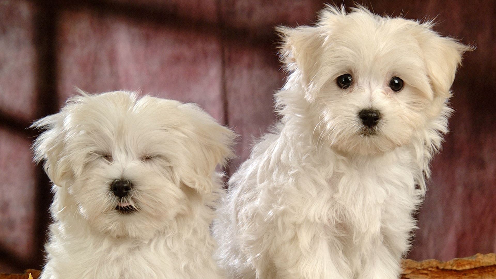 Смешные собаки породы бишон-фриз