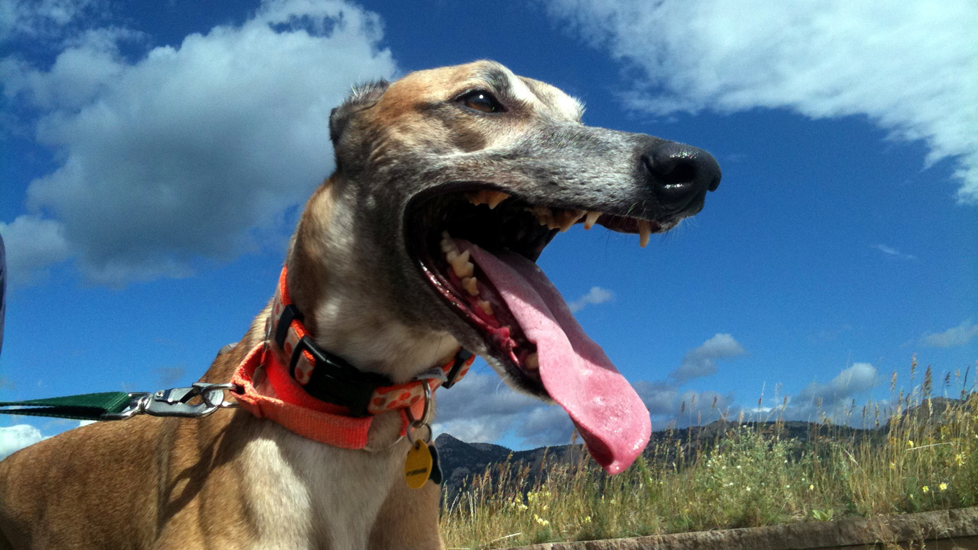 Грейхаунд в итальянских полях