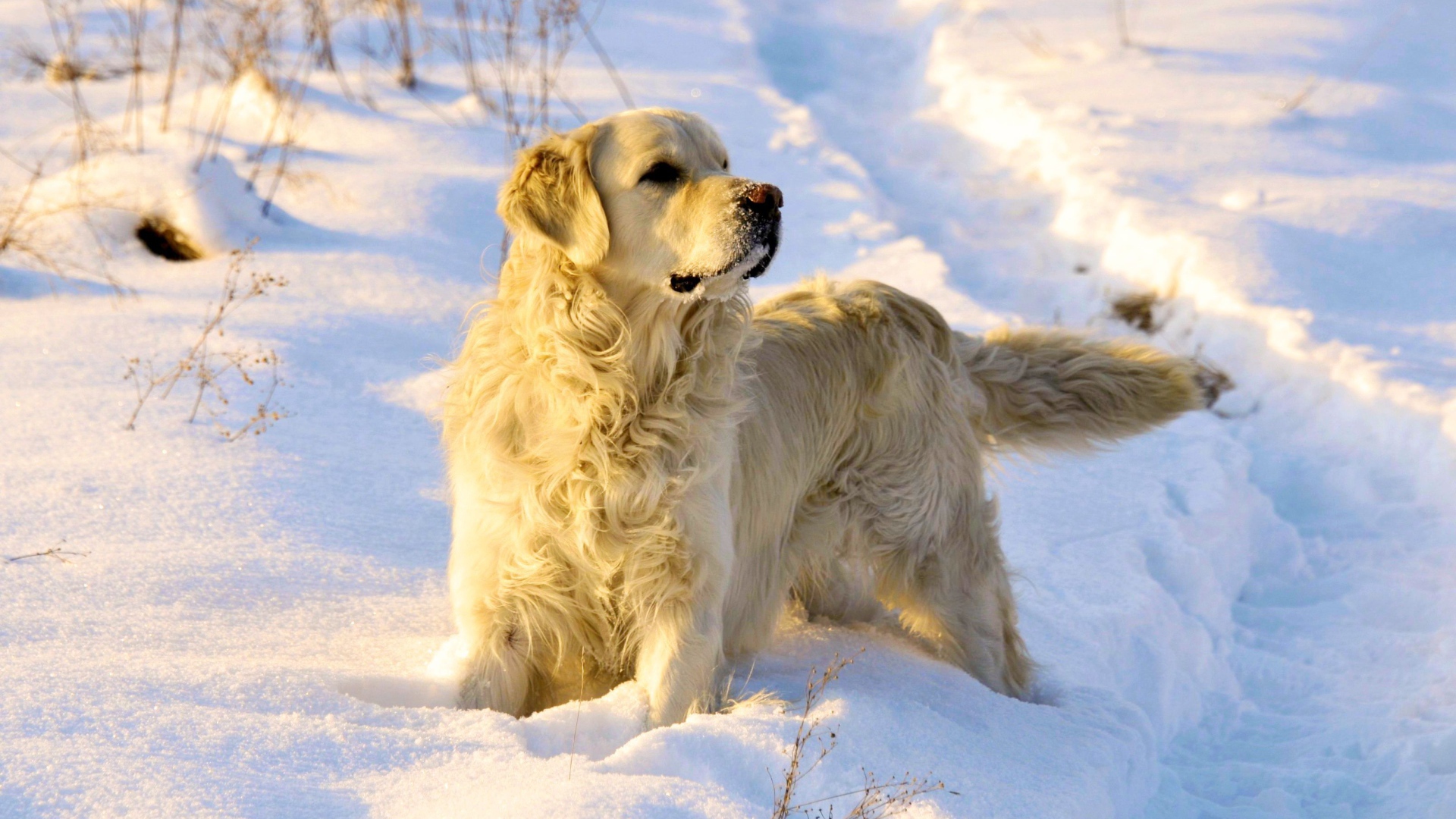 Golden terrier in the snow