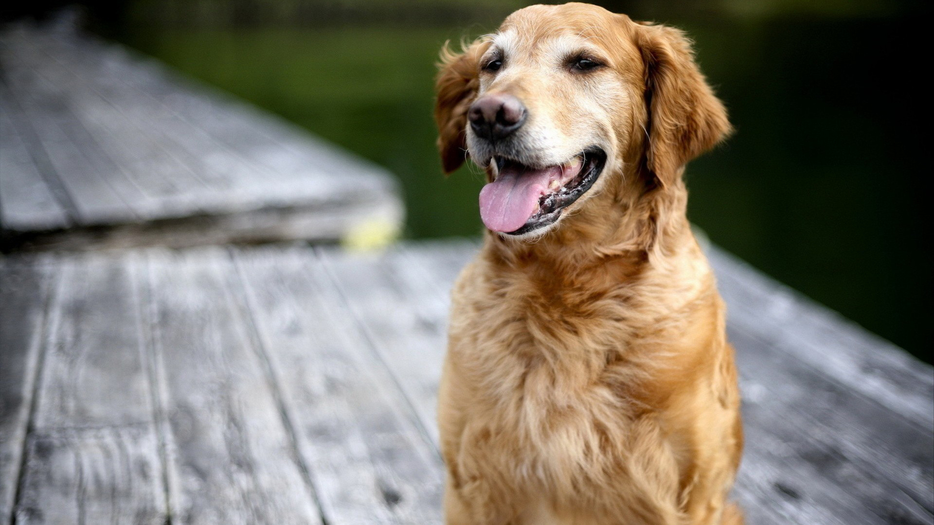 Золотой терьер на мосту