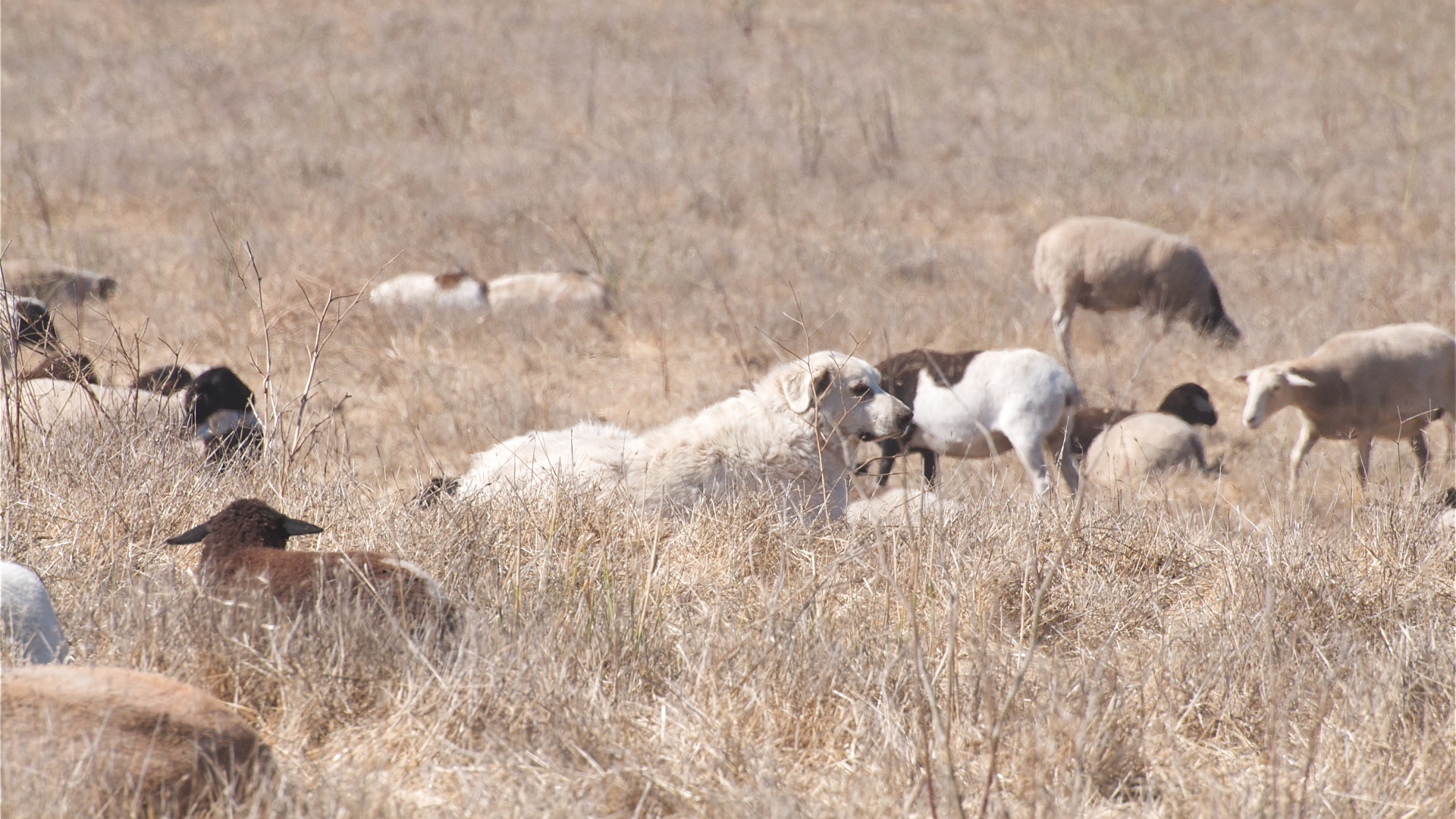 Большая пиренейская собака пасёт скот