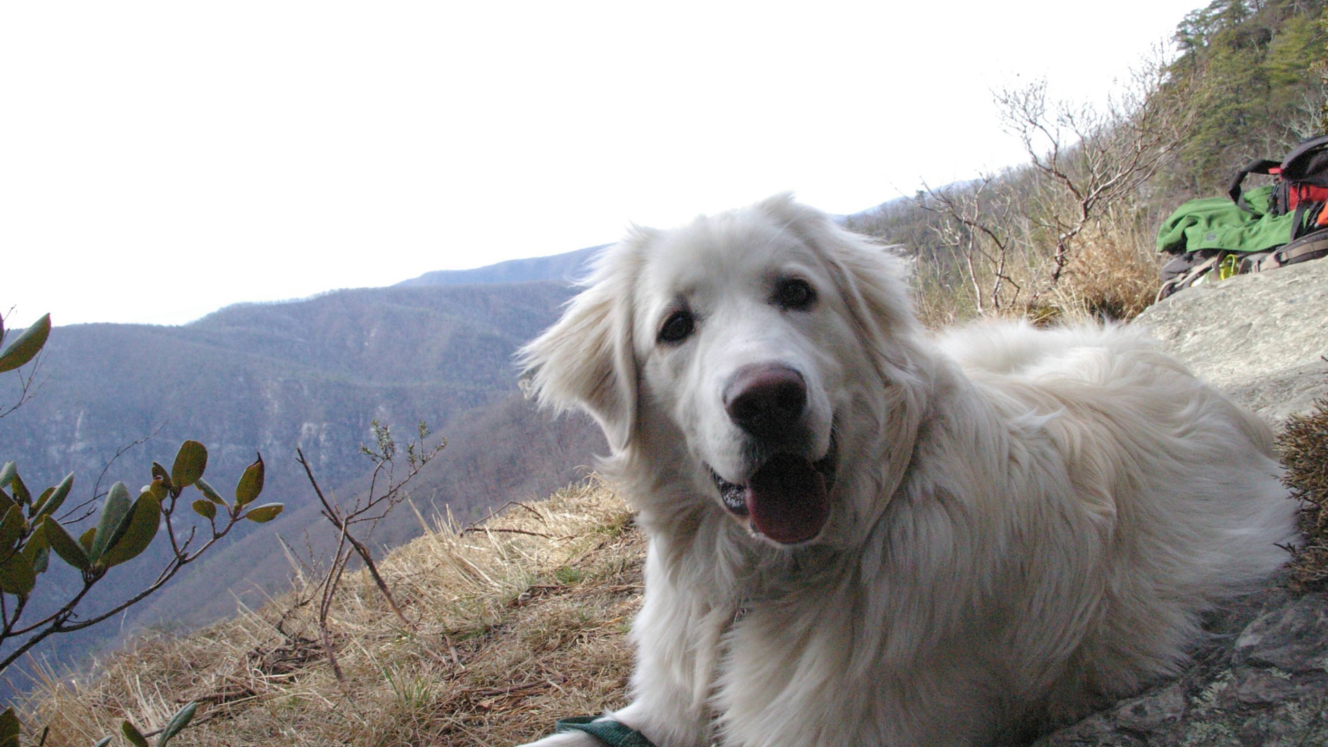 Большая пиренейская собака на холме