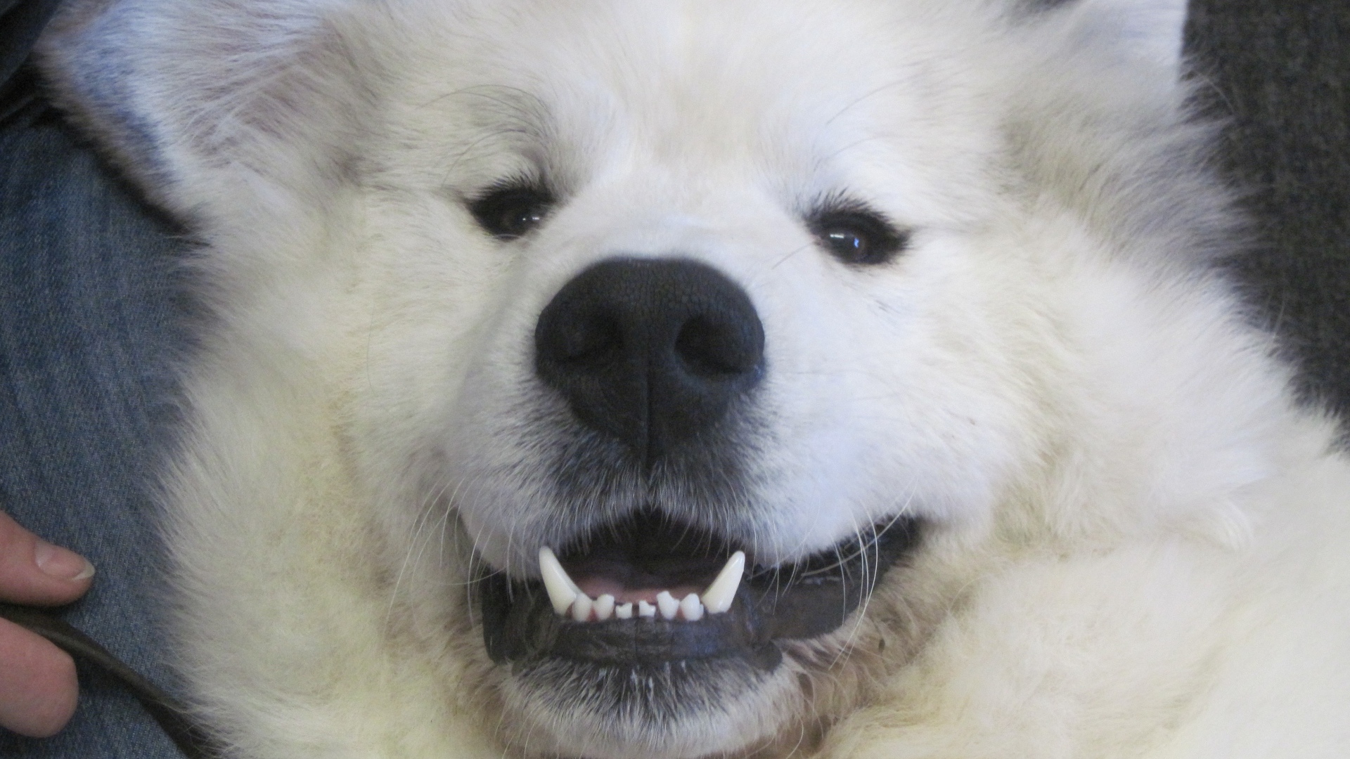 Большая пиренейская собака улыбается