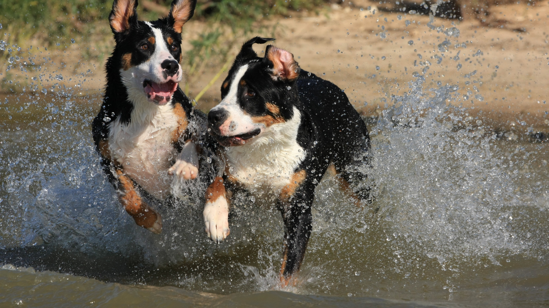 Щенки большого швейцарского зенненхунда бегут по воде