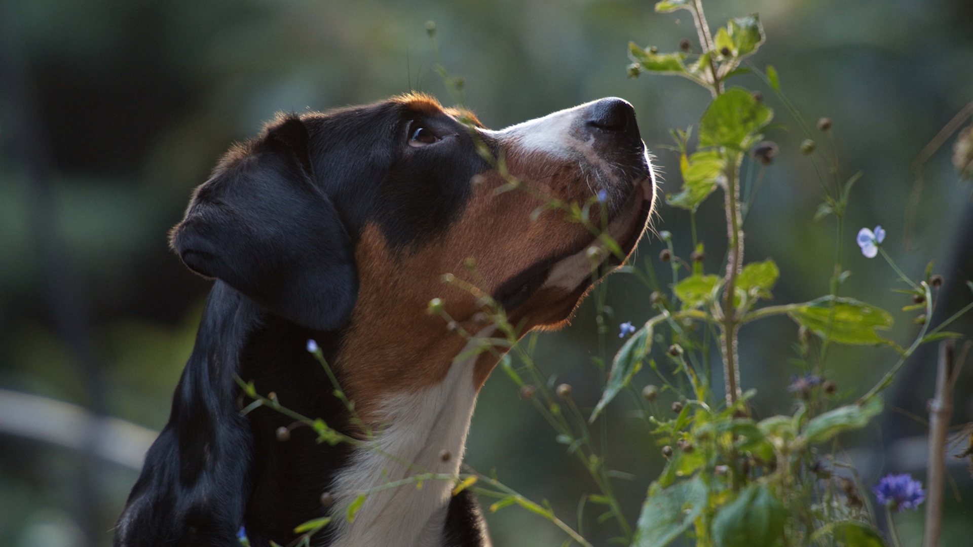 Большой швейцарский зенненхунд смотрит вверх