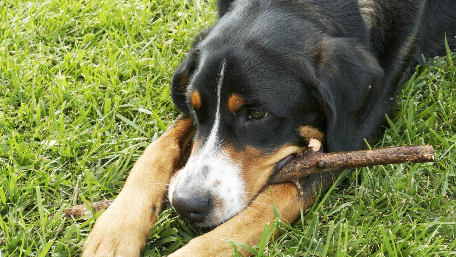 Большой швейцарский зенненхунд лежит на траве с палкой