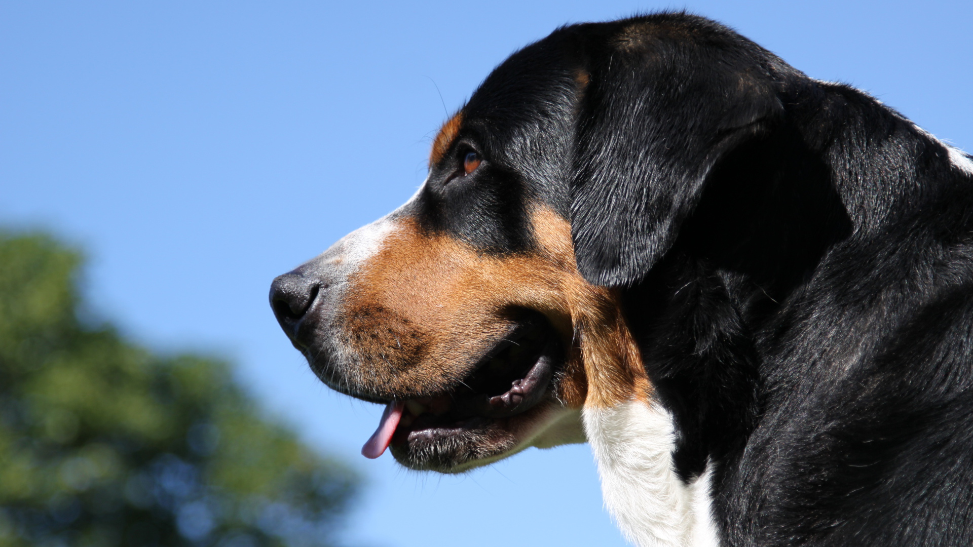 Большой швейцарский зенненхунд на фоне неба