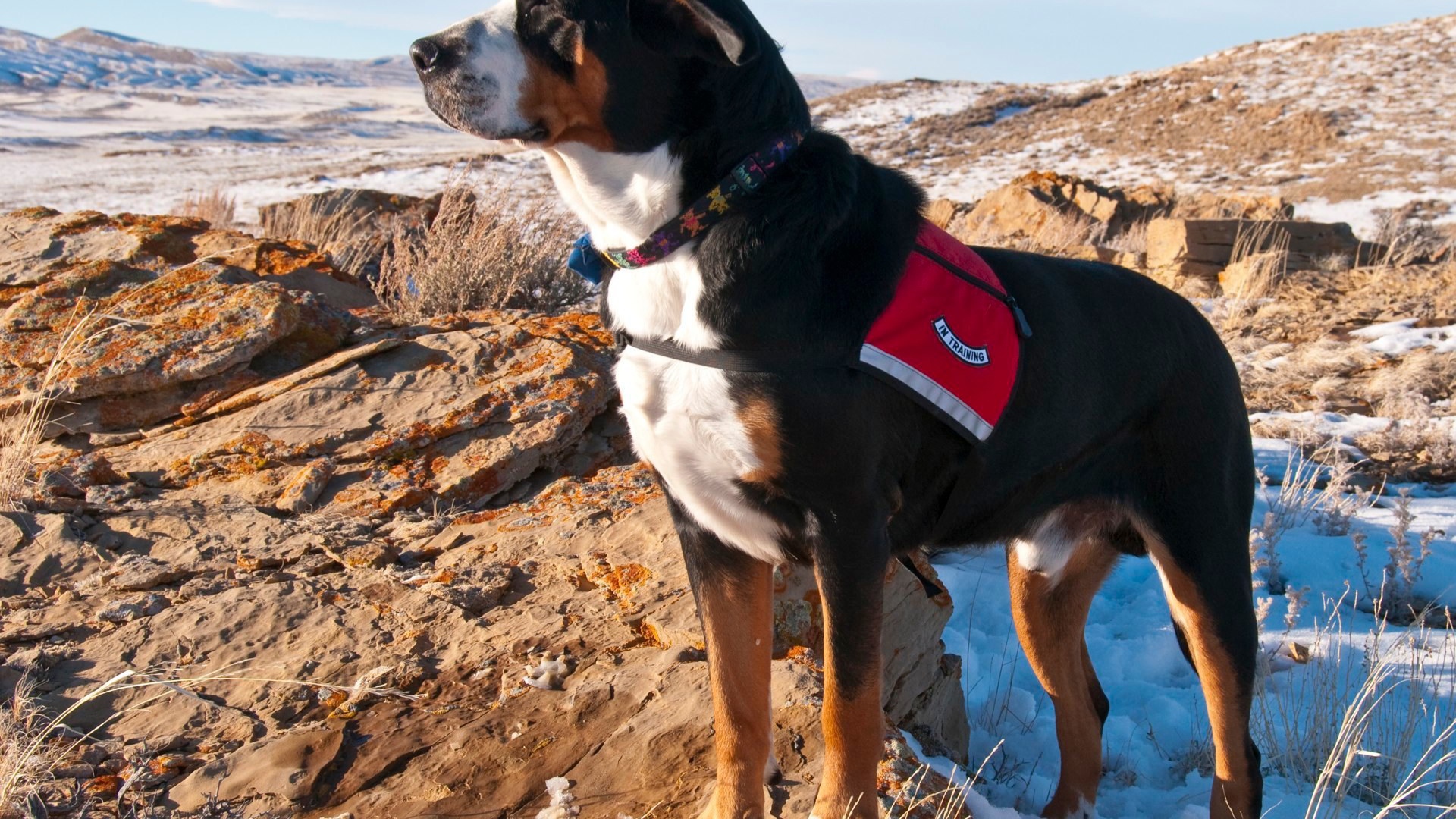 Большой швейцарский зенненхунд на заснеженных скалах