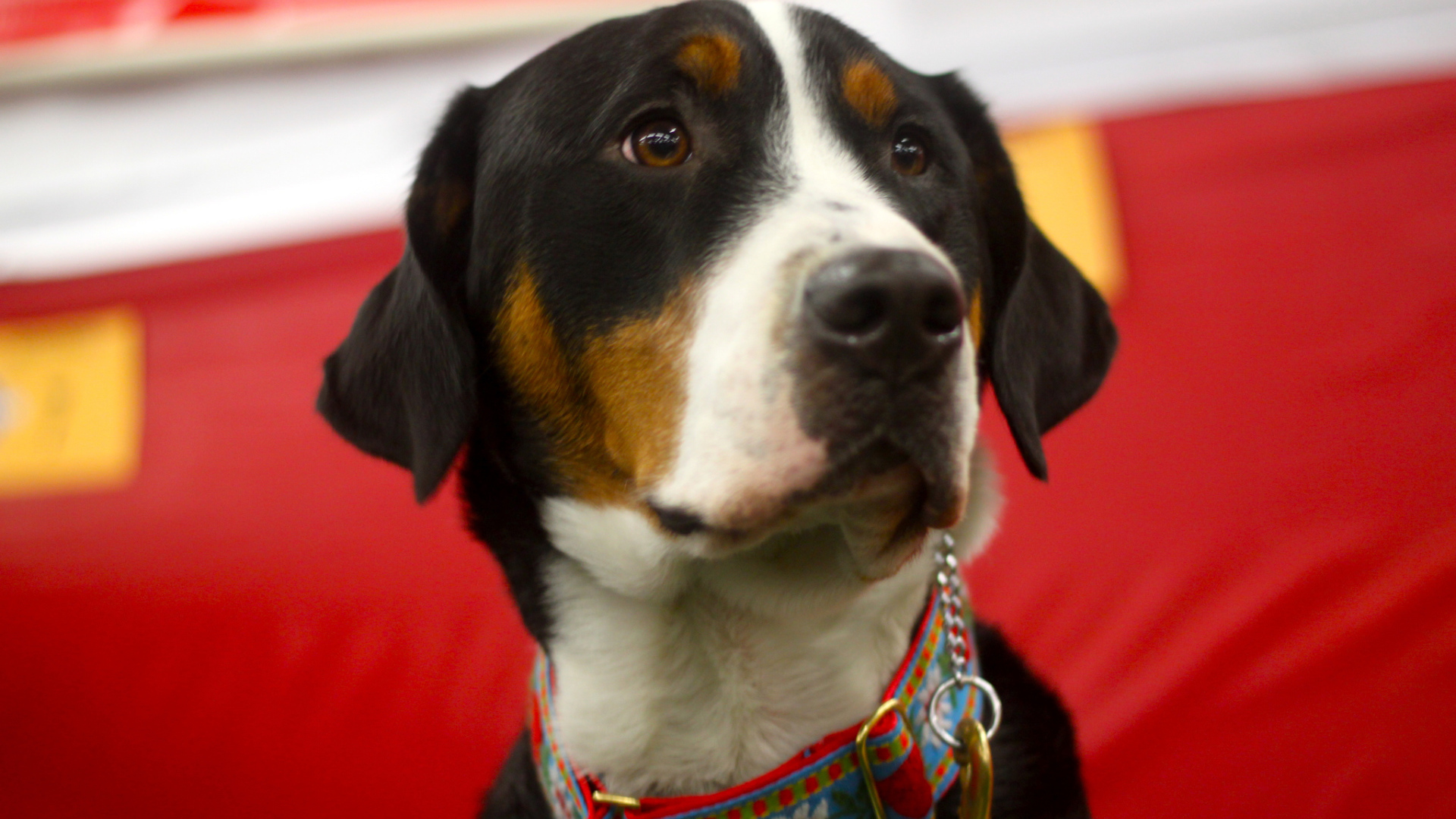 Большой швейцарский зенненхунд с грустными глазами на красном фоне