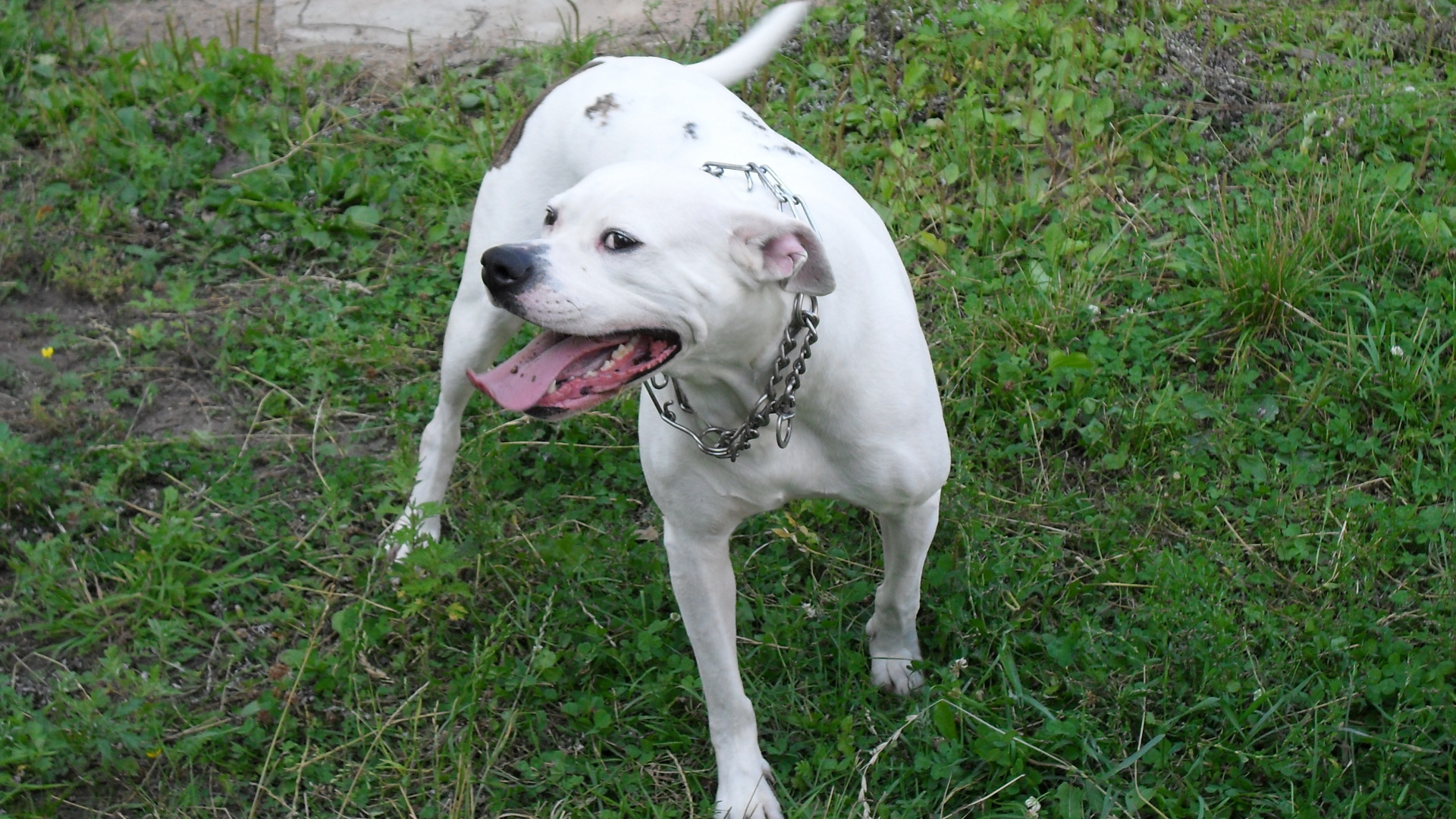 Счастливый американский бульдог