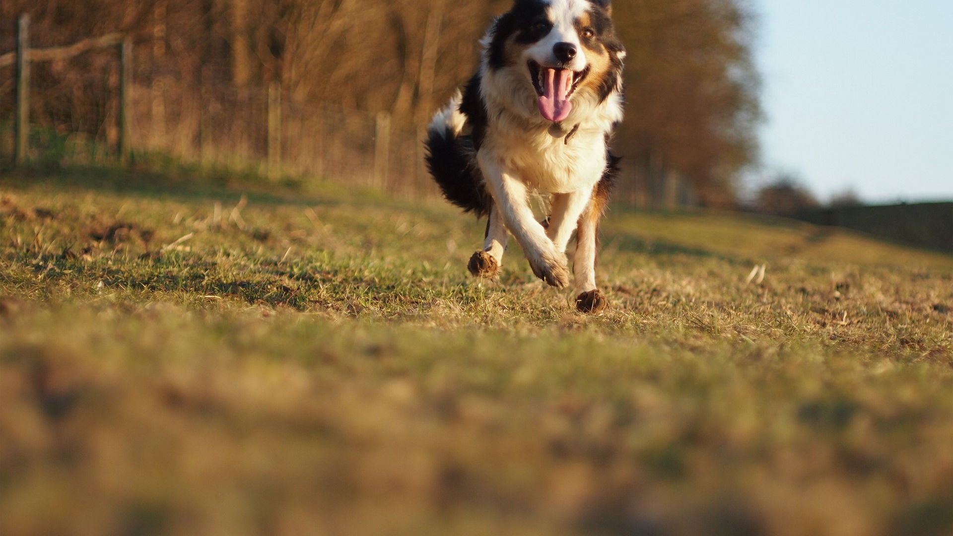 Счастливая австралийская овчарка бежит к хозяину