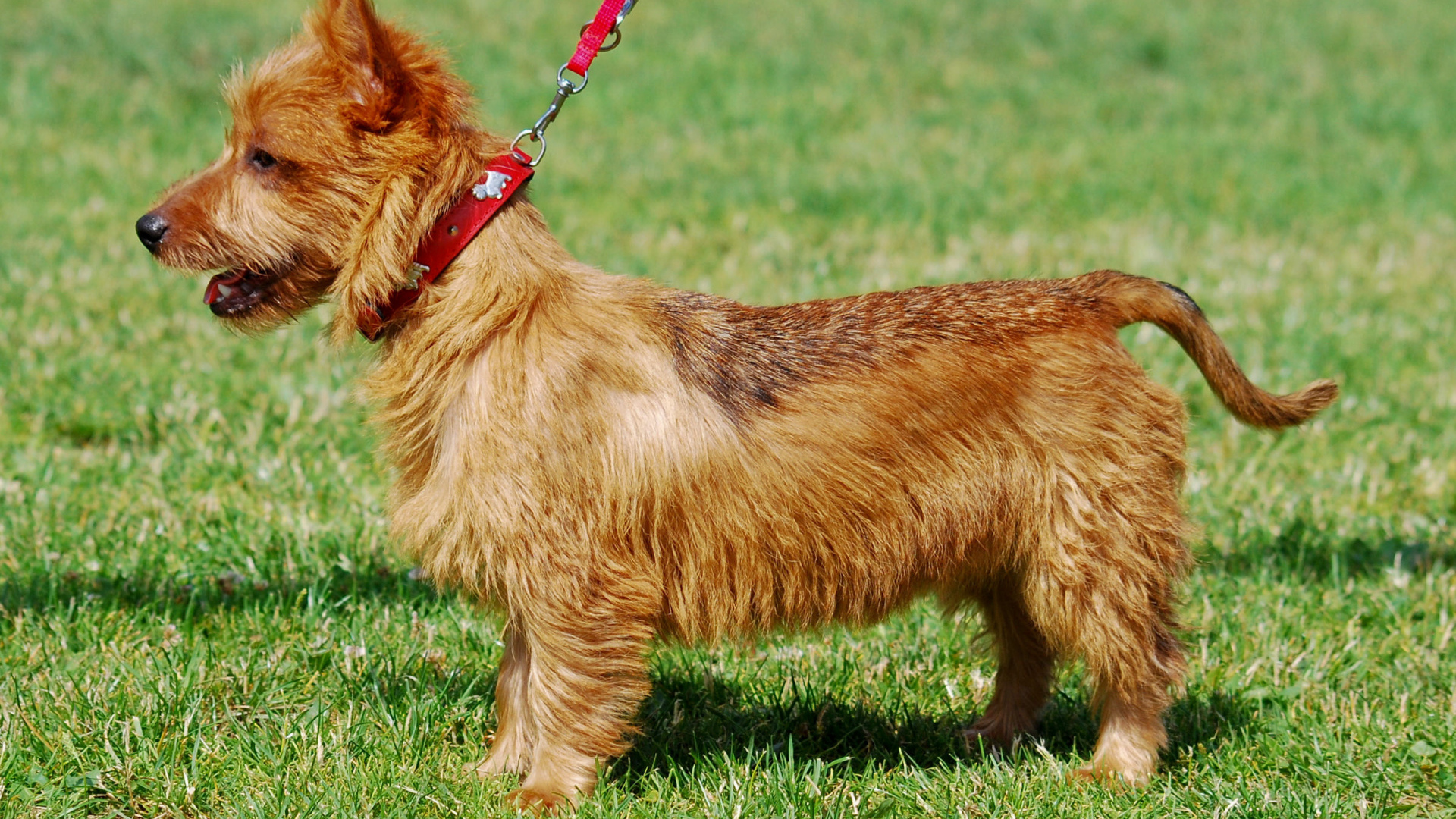 Счастливый австралийский терьер гуляет с хозяином