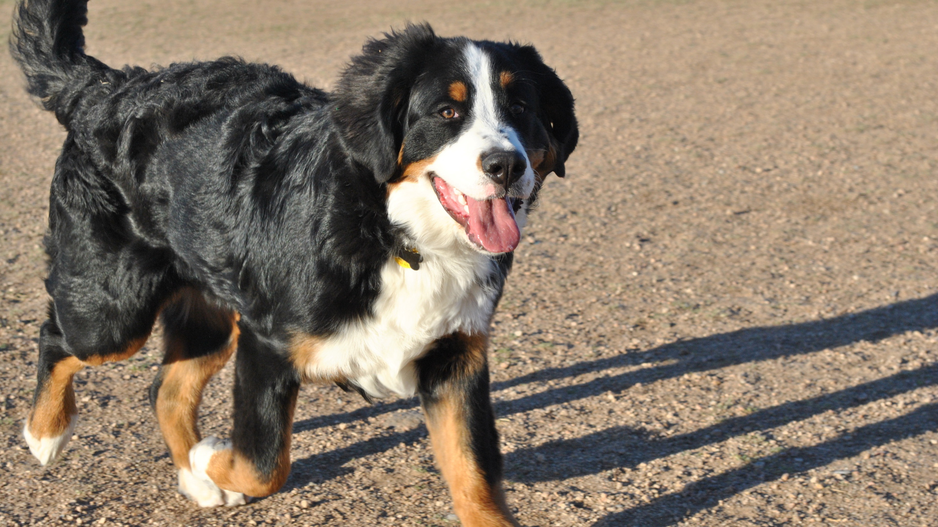 Счастливая бернская пастушья собака