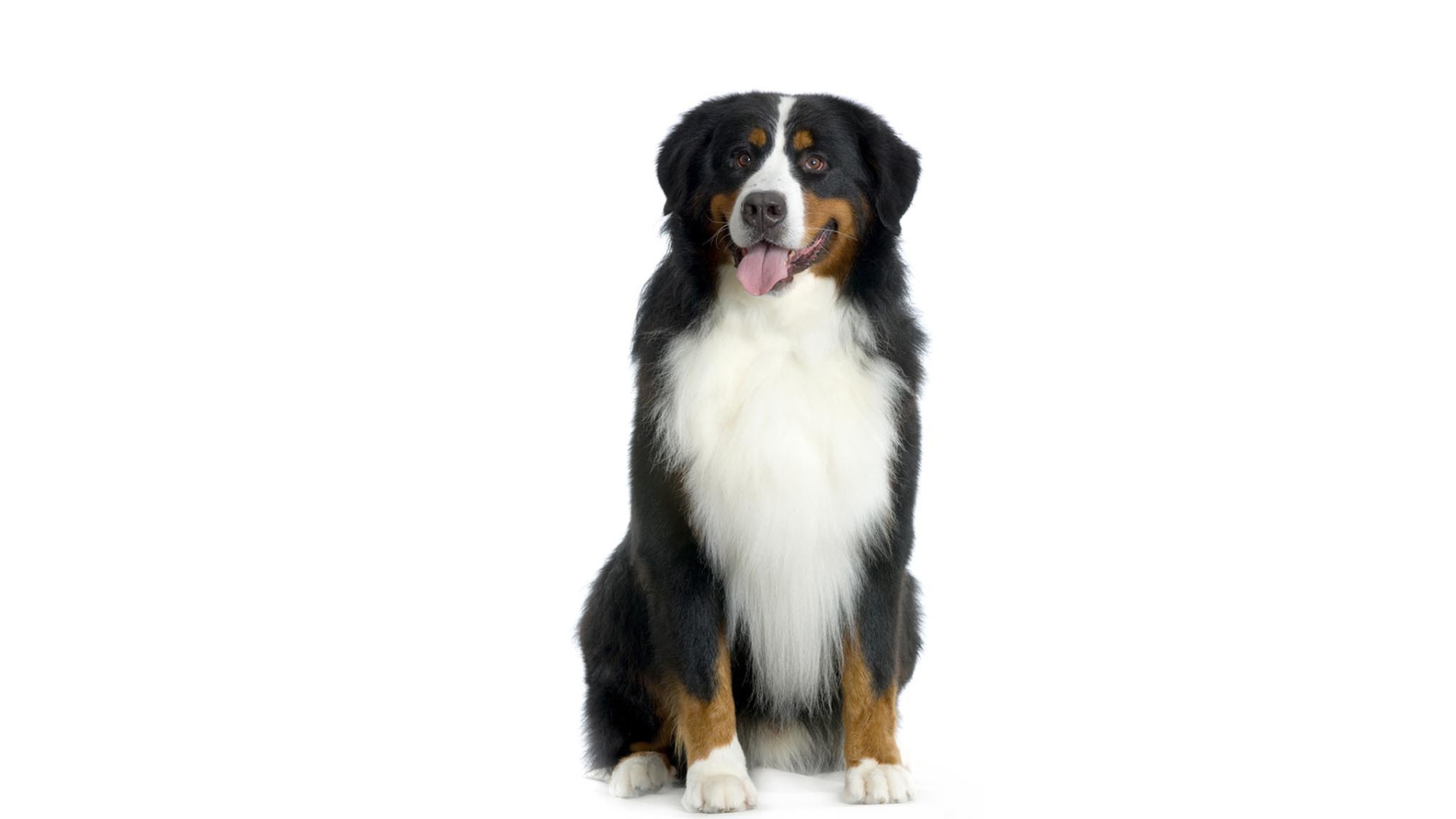 Счастливая бернская пастушья собака на белом фоне