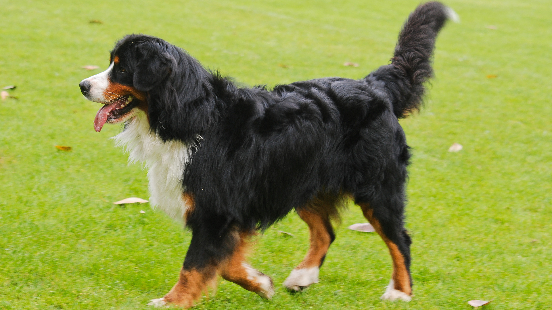 Счастливая бернская пастушья собака бежит по лужайке