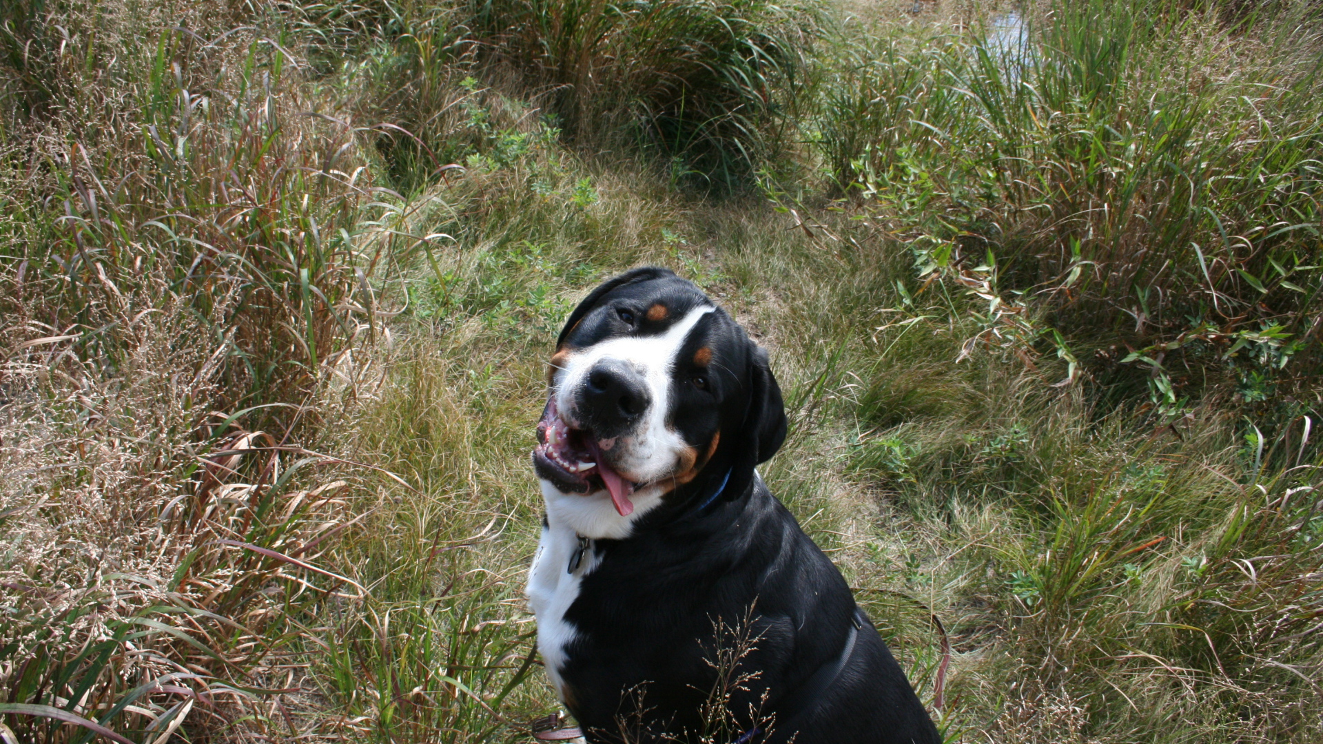 Счастливый большой швейцарский зенненхунд в высокой траве