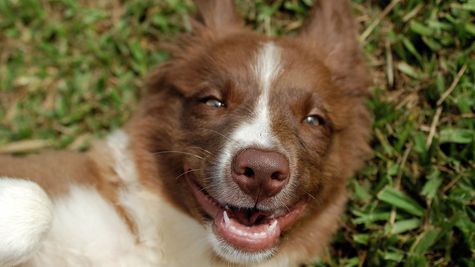 Счастливая рыжая бордер-колли