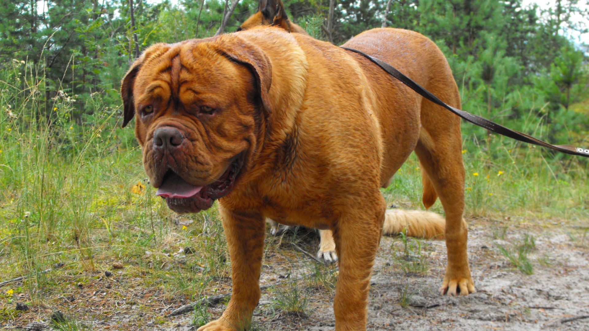 Огромны Бордоский дог ищет что-то