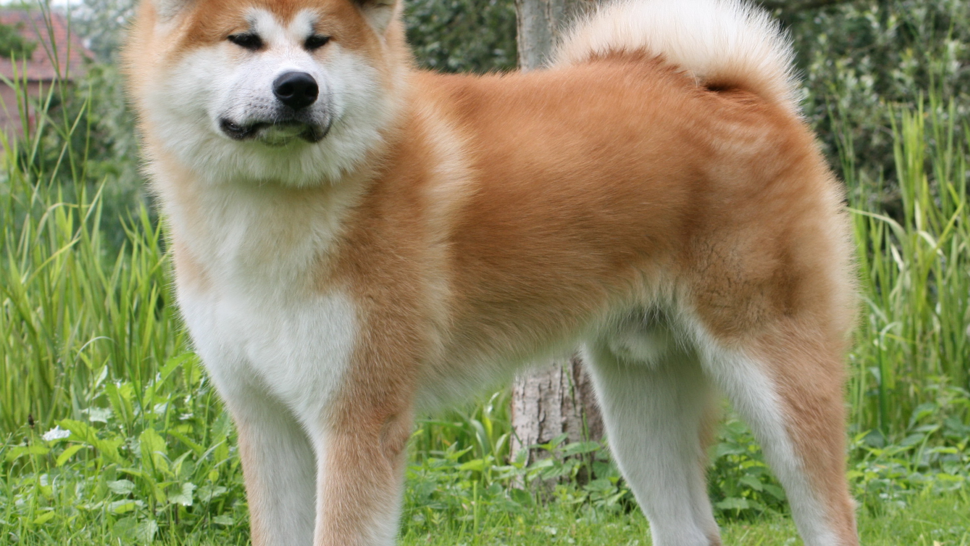 Огромная Кавказская овчарка