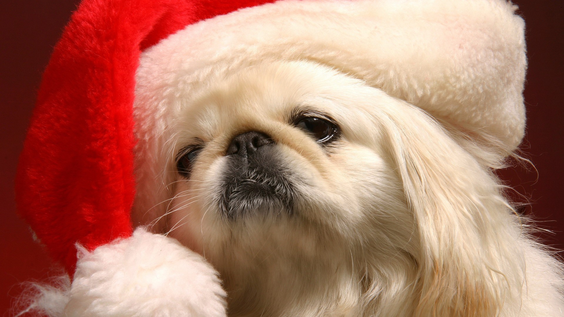 Японский хин в шапке Деда Мороза