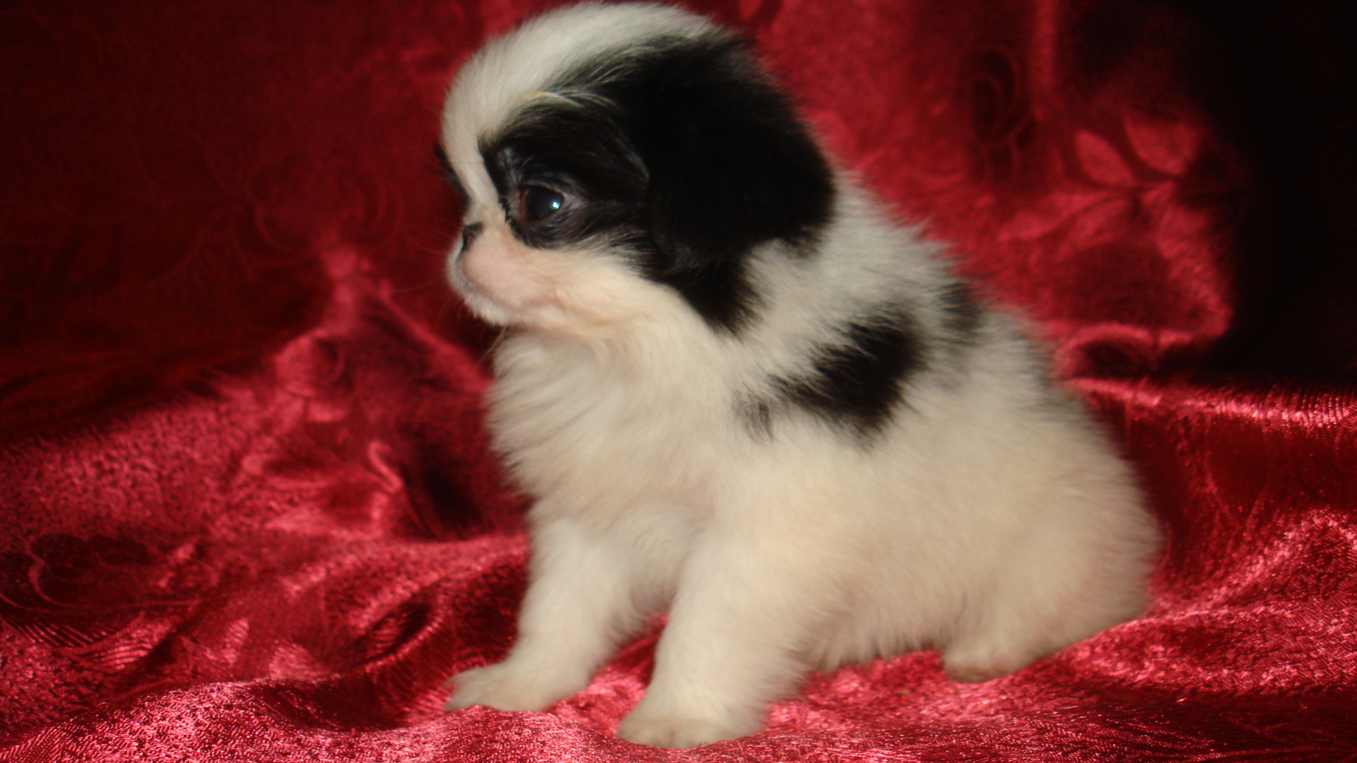 Щенок японского хина