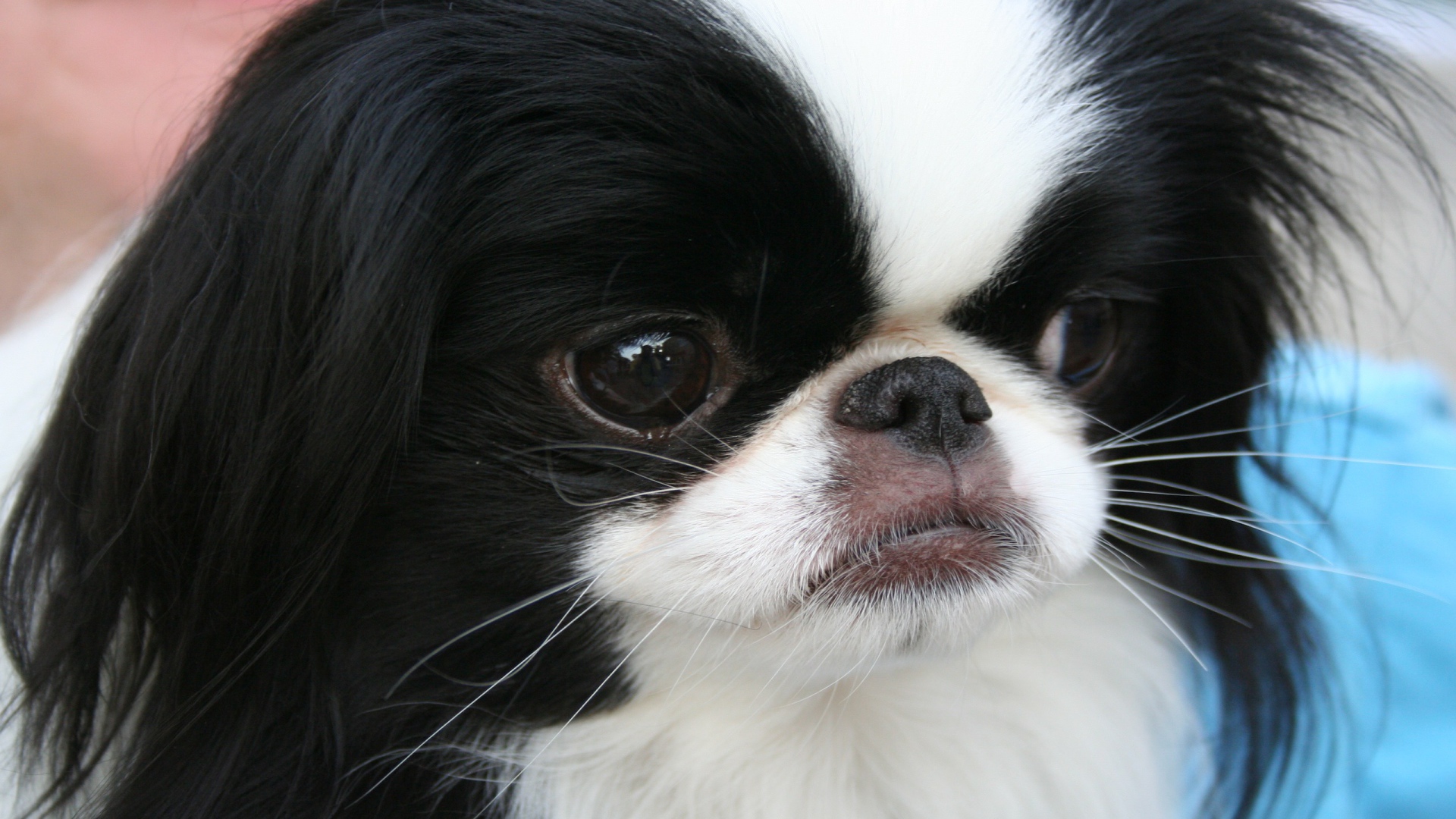 Японский хин крупным планом