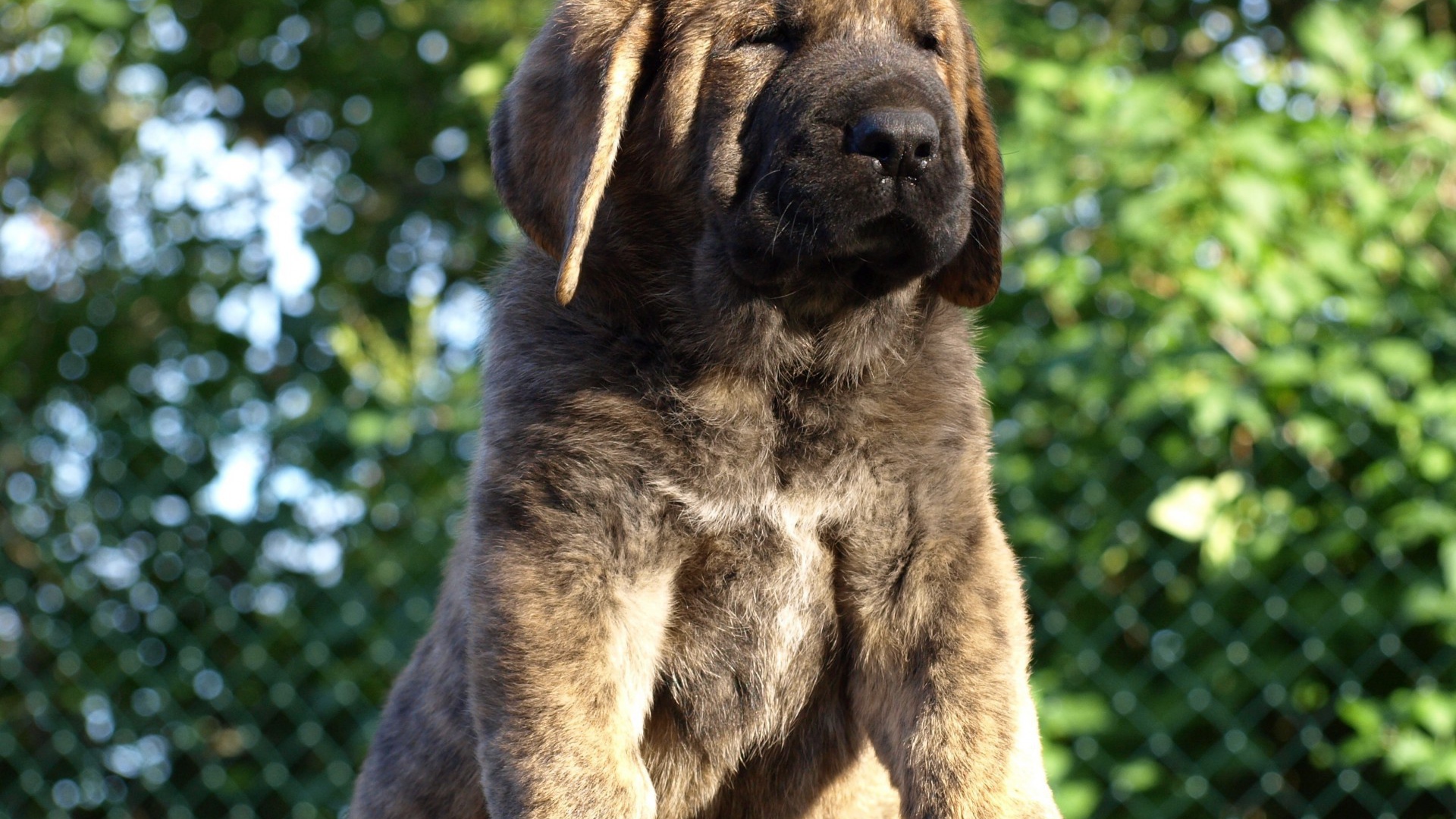 Маленький Испанский мастиф на столе