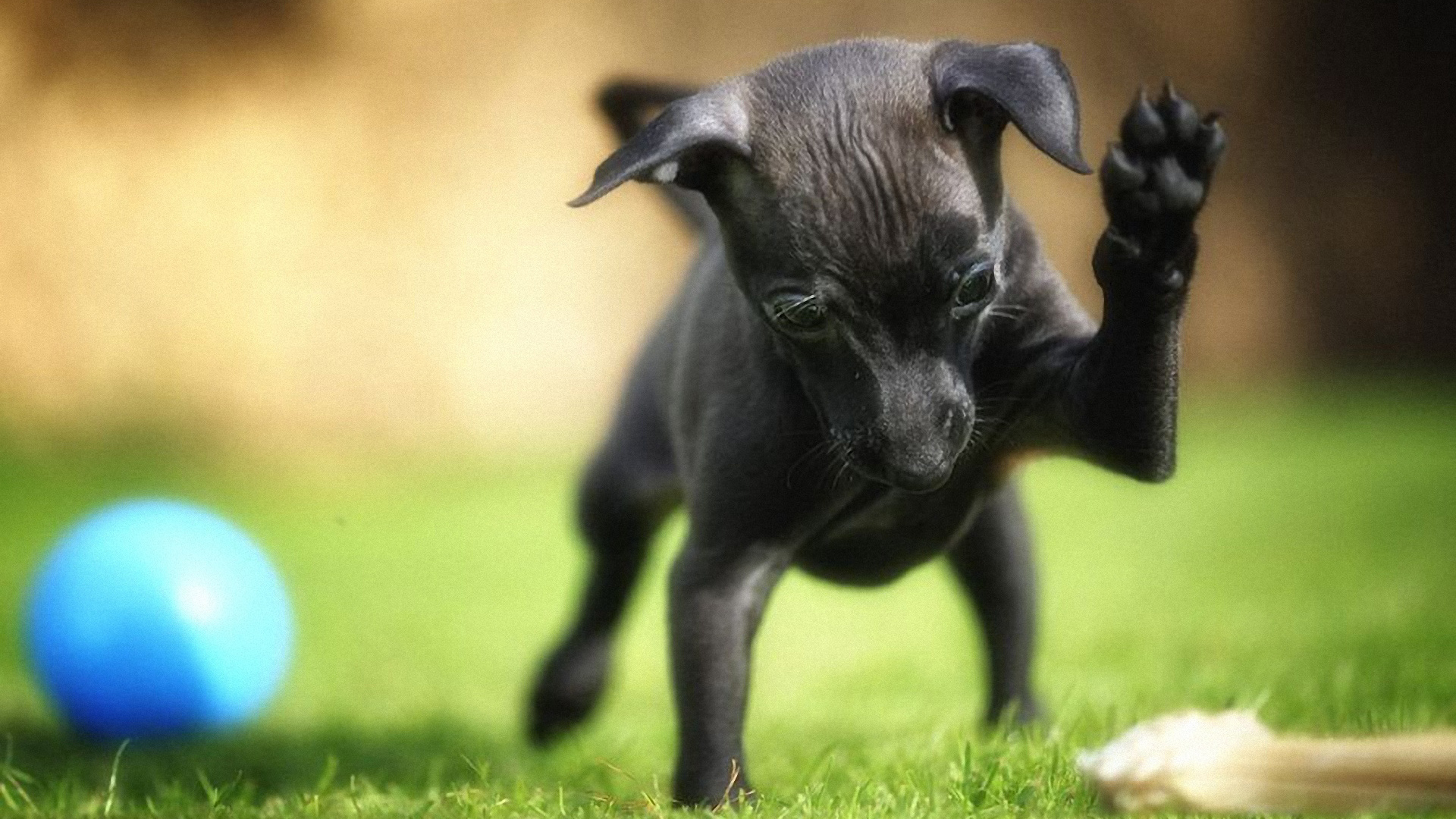 Карликовый пинчер играет во дворе