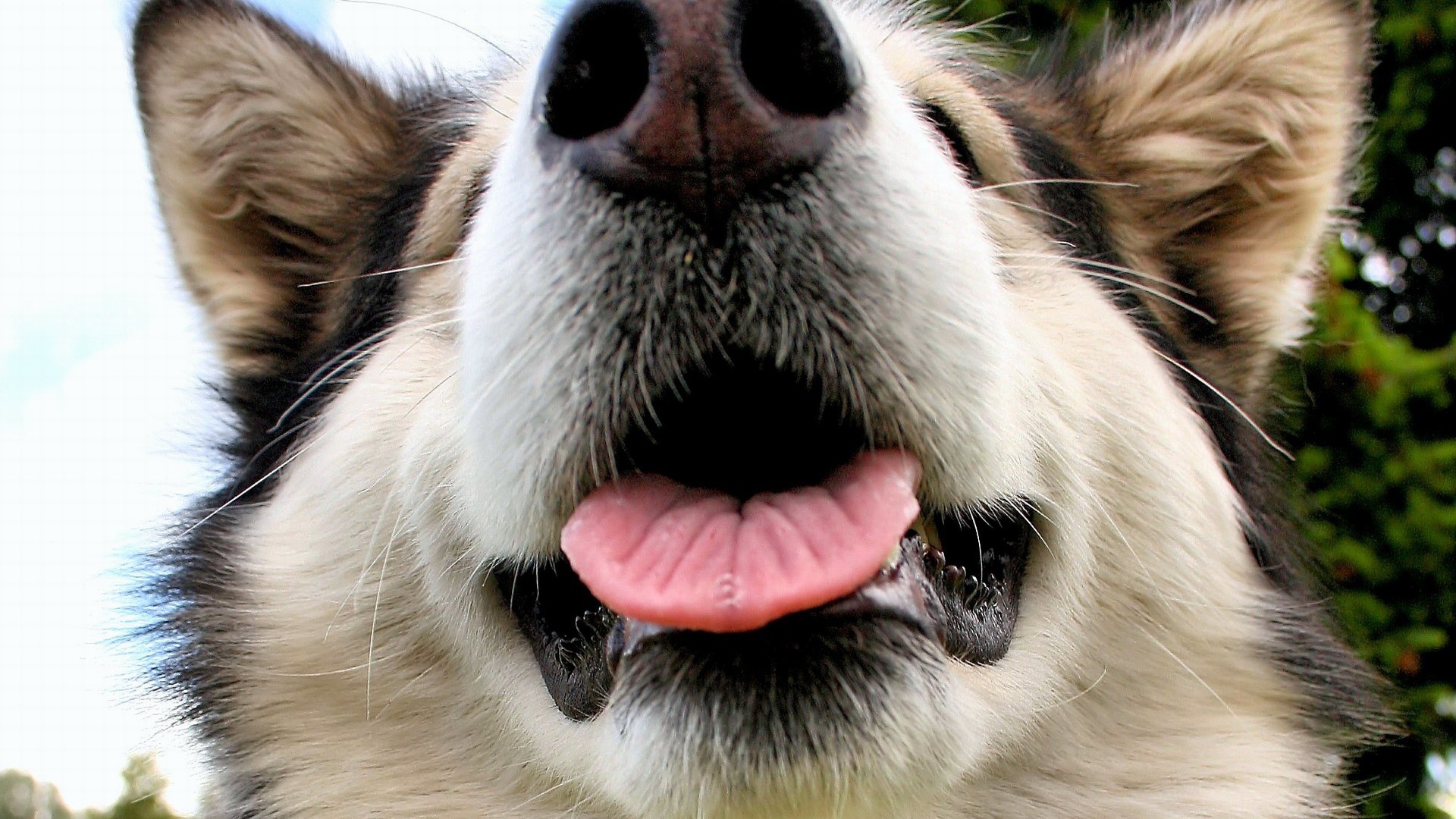 Морда Аляскинского маламута