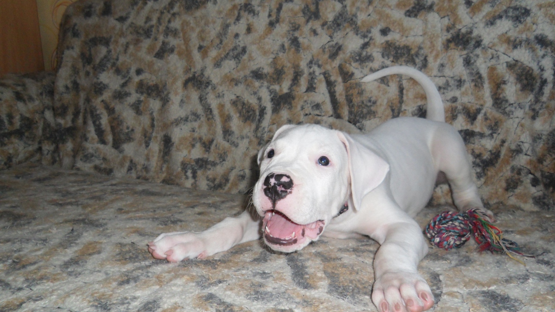 Игривый щенок аргентинского дога