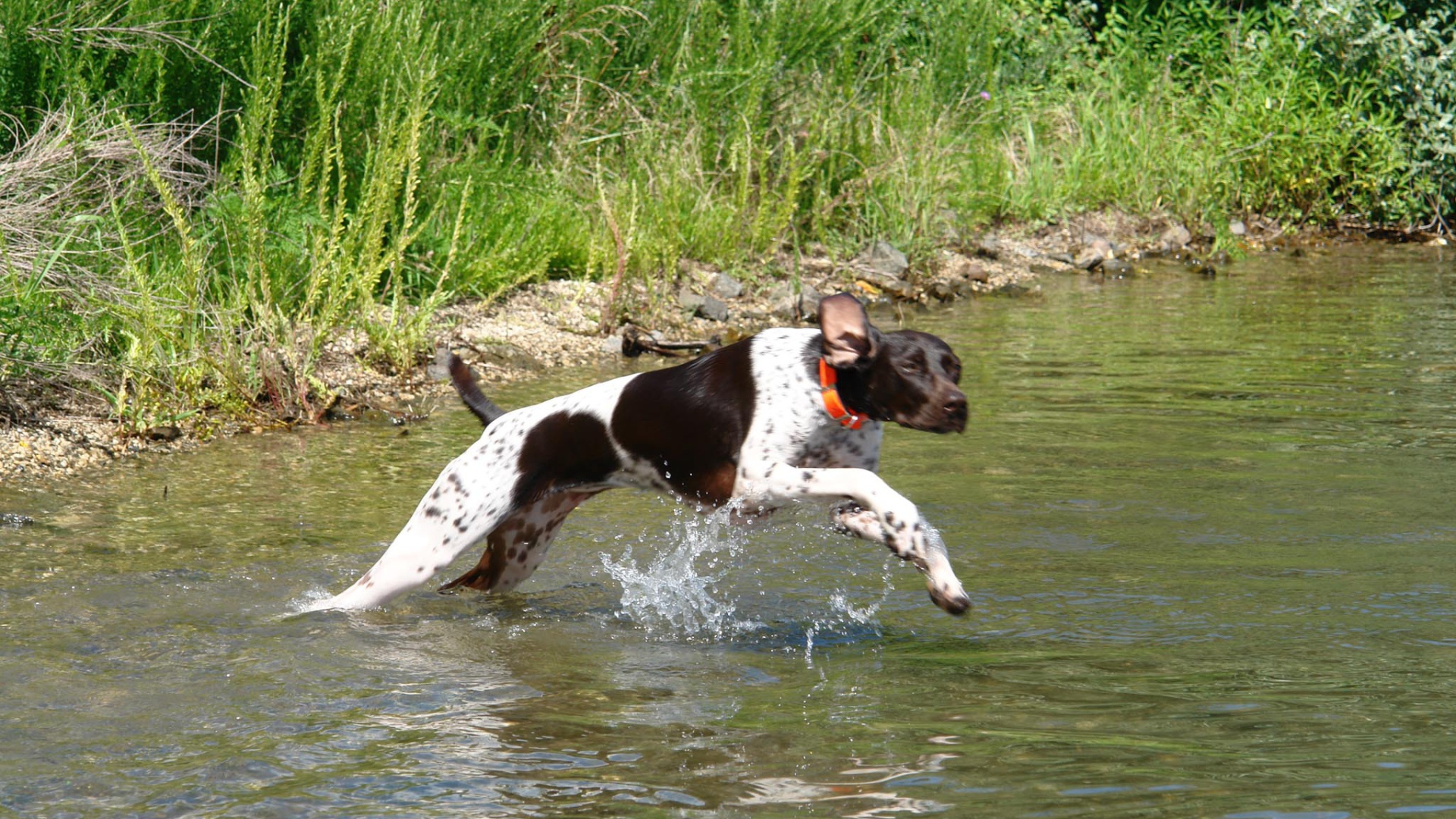 Пойнтер пересекает реку