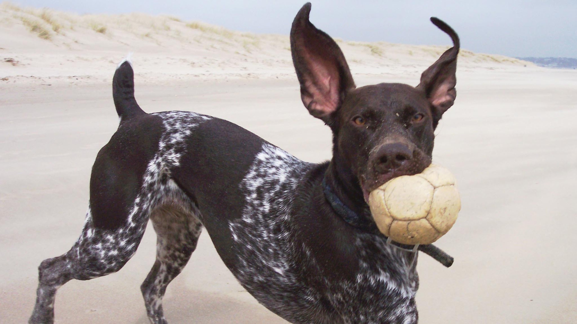 Пойнтер играет с мячом