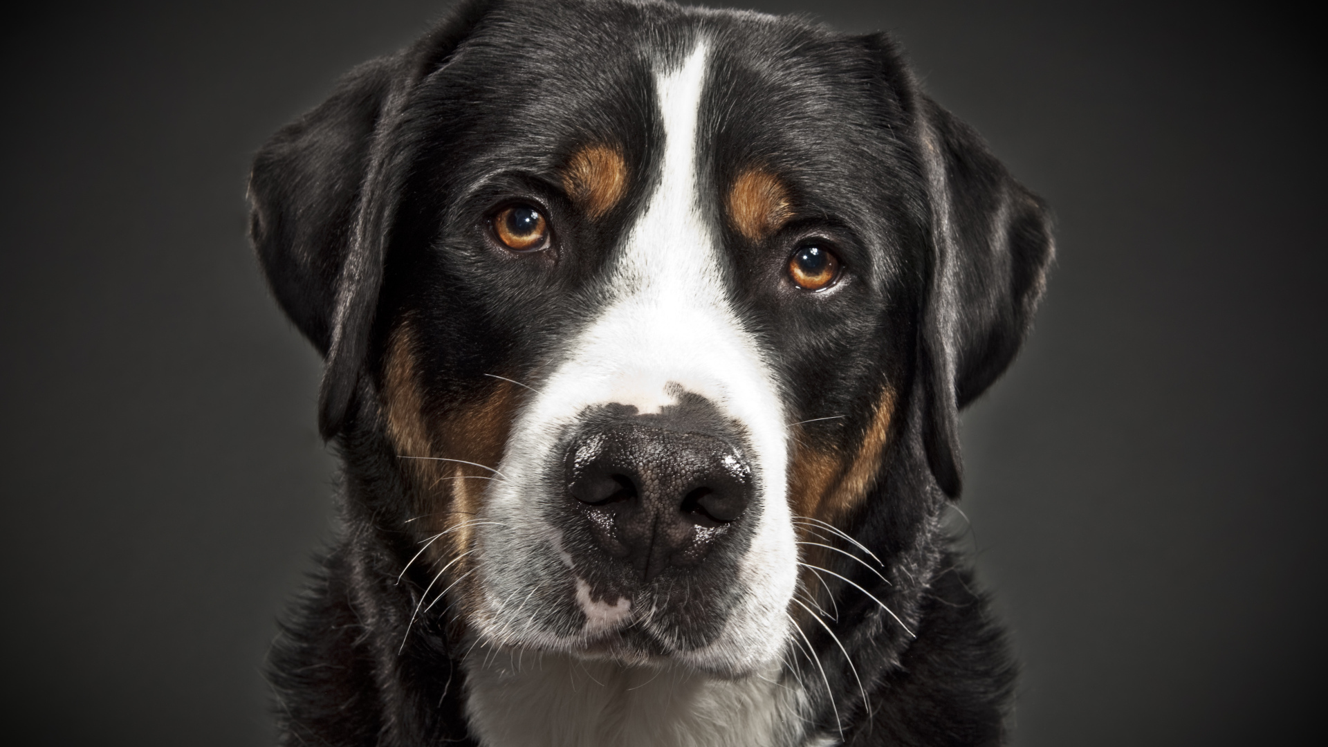 Портрет большого швейцарского зенненхунда