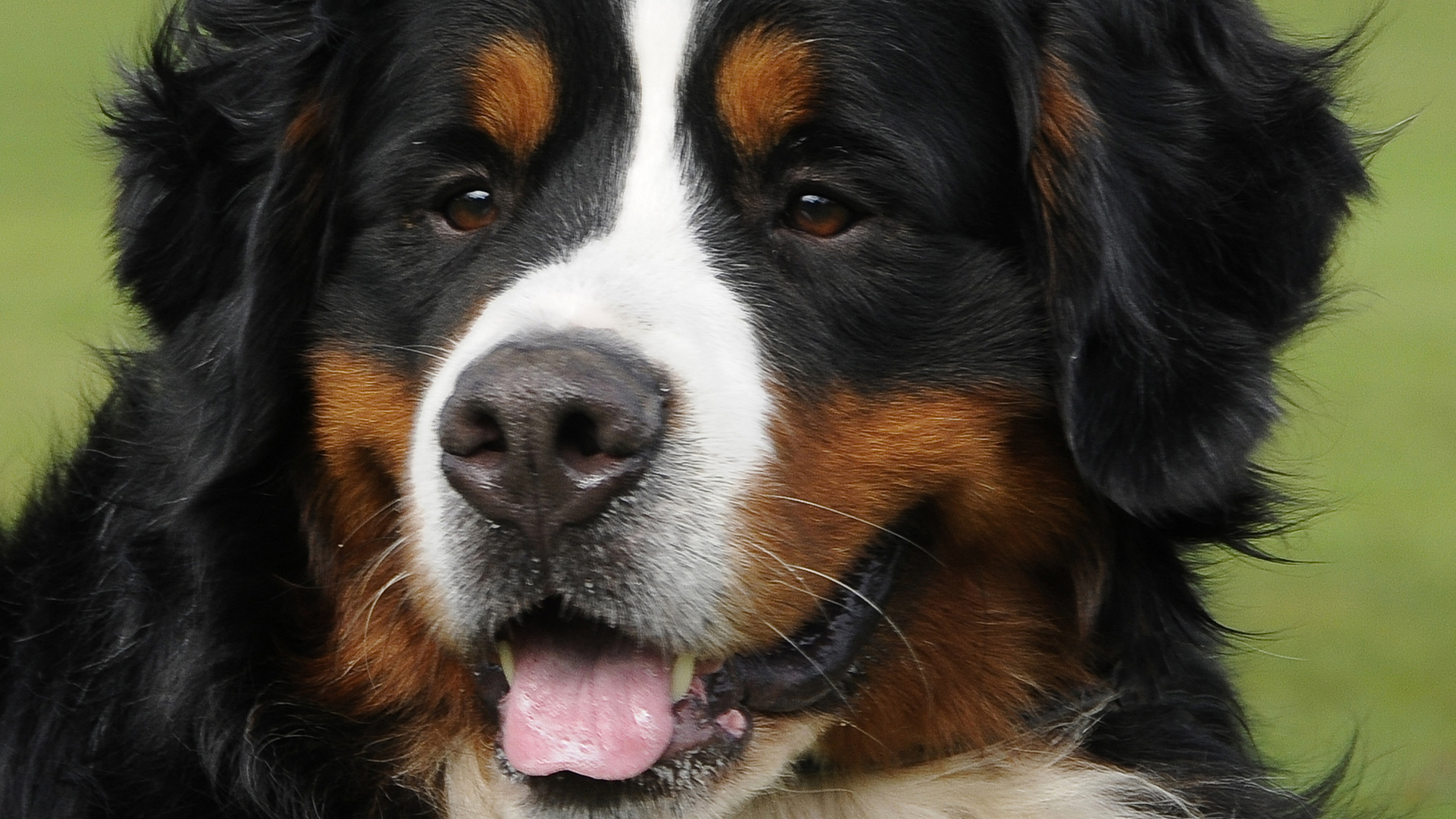 Портрет красивой бернской пастушьей собаки на фоне травы