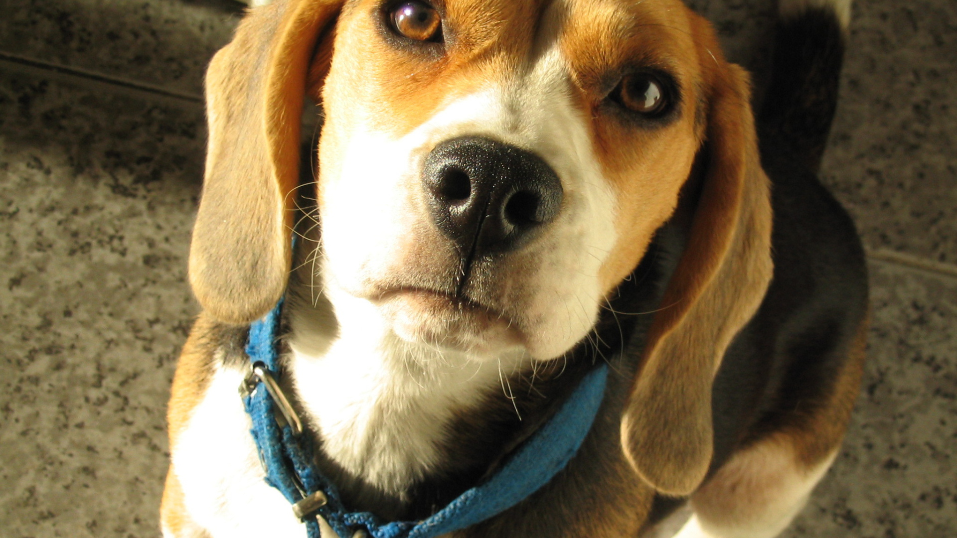 Portrait of a beautiful beagle dog