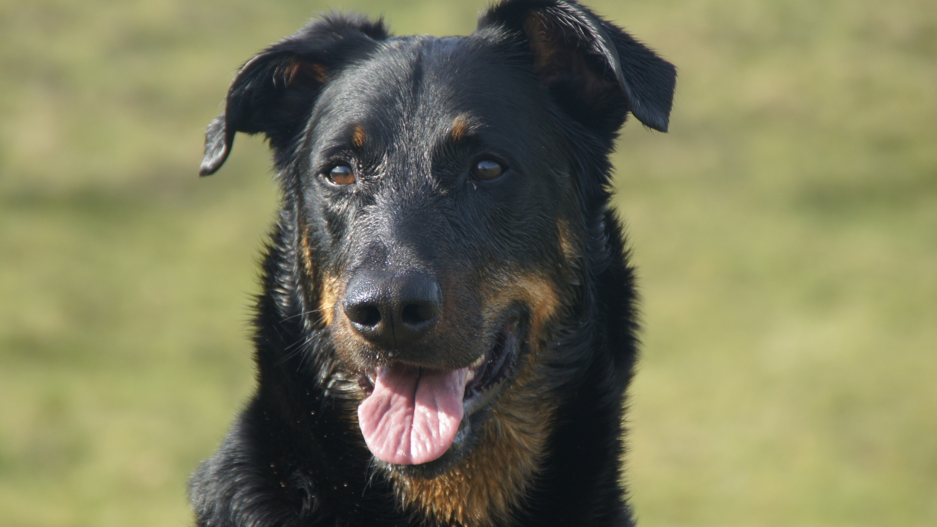 Портрет взрослого мокрого босерона