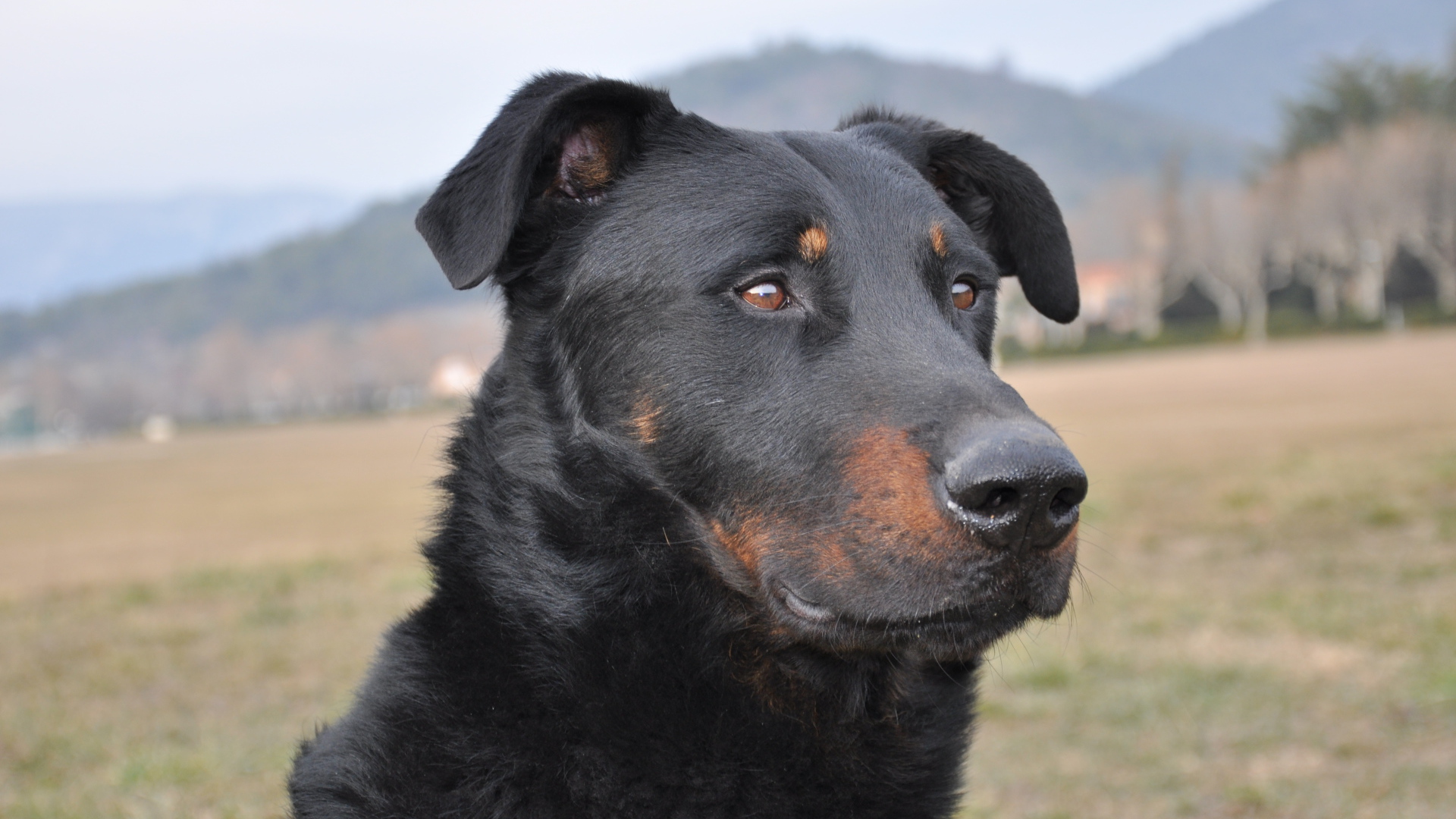 Портрет взрослого босерона