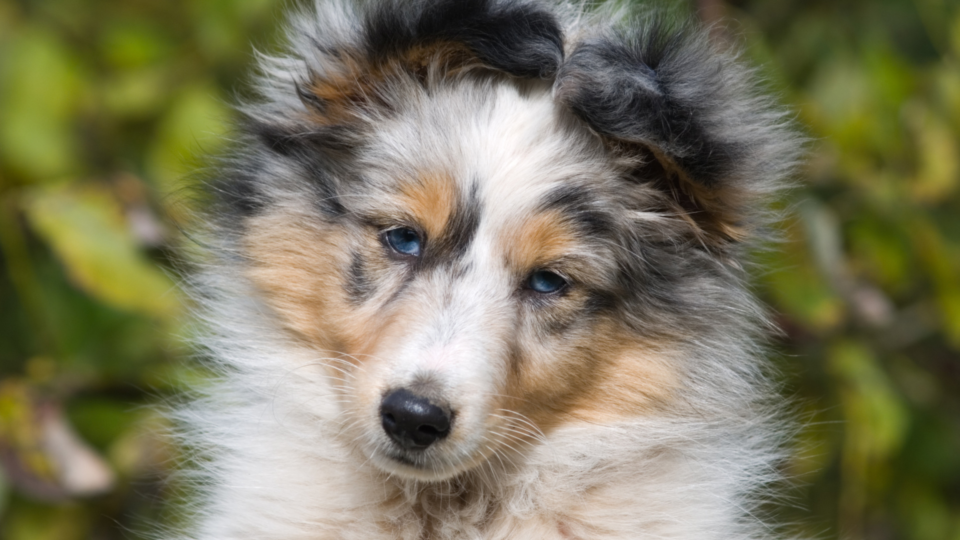 Портрет щенка породы шелти