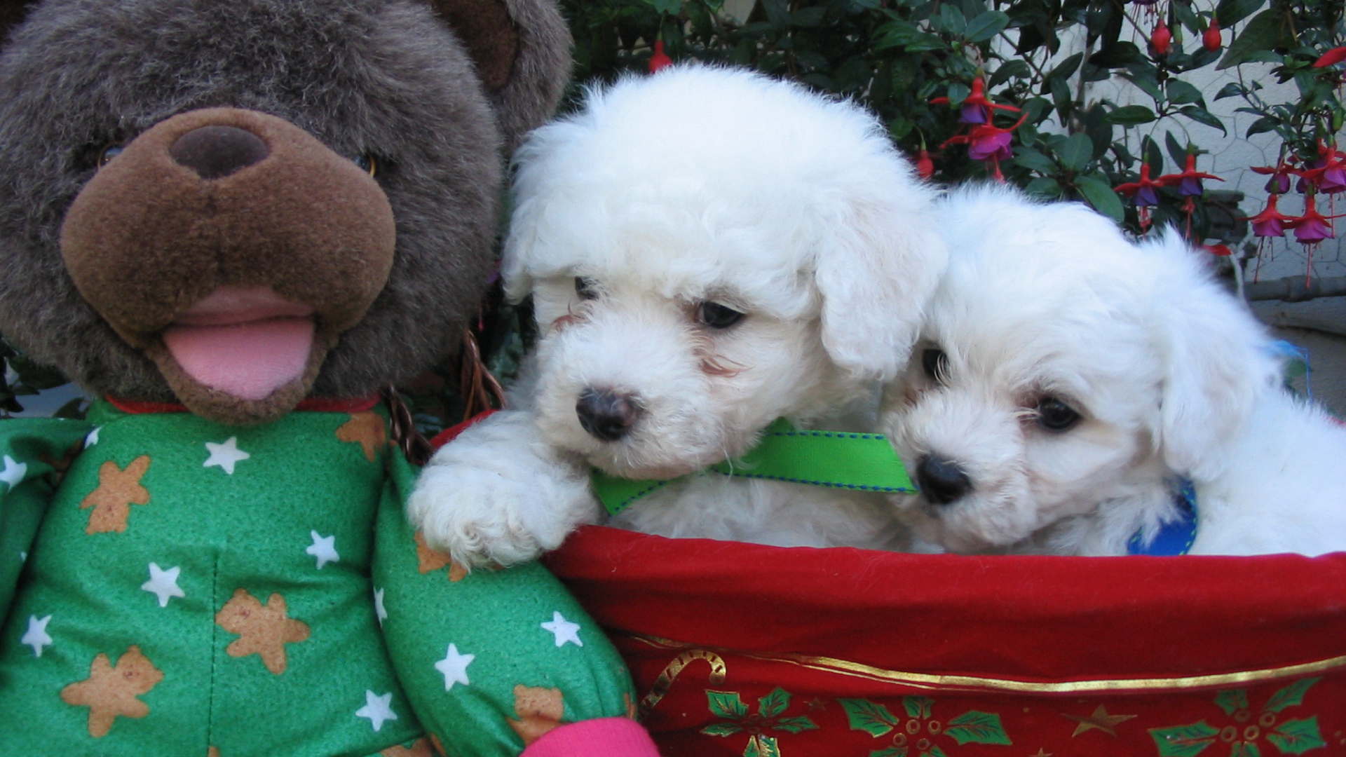 Щенки породы бишон-фриз и мягкая игрушка