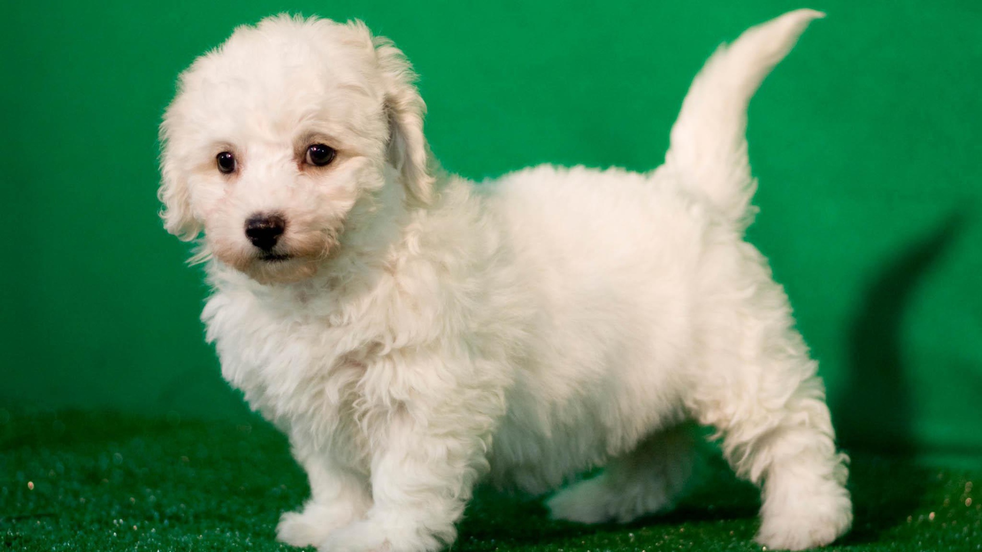 Щенок породы бишон-фриз на зелёном фоне