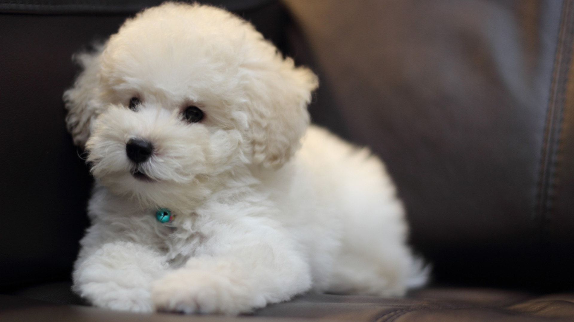 Щенок породы бишон-фриз на кожаном диване