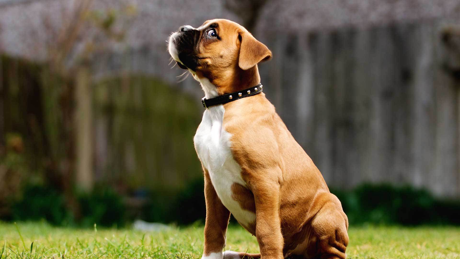 Щенок боксёра косится одним глазом