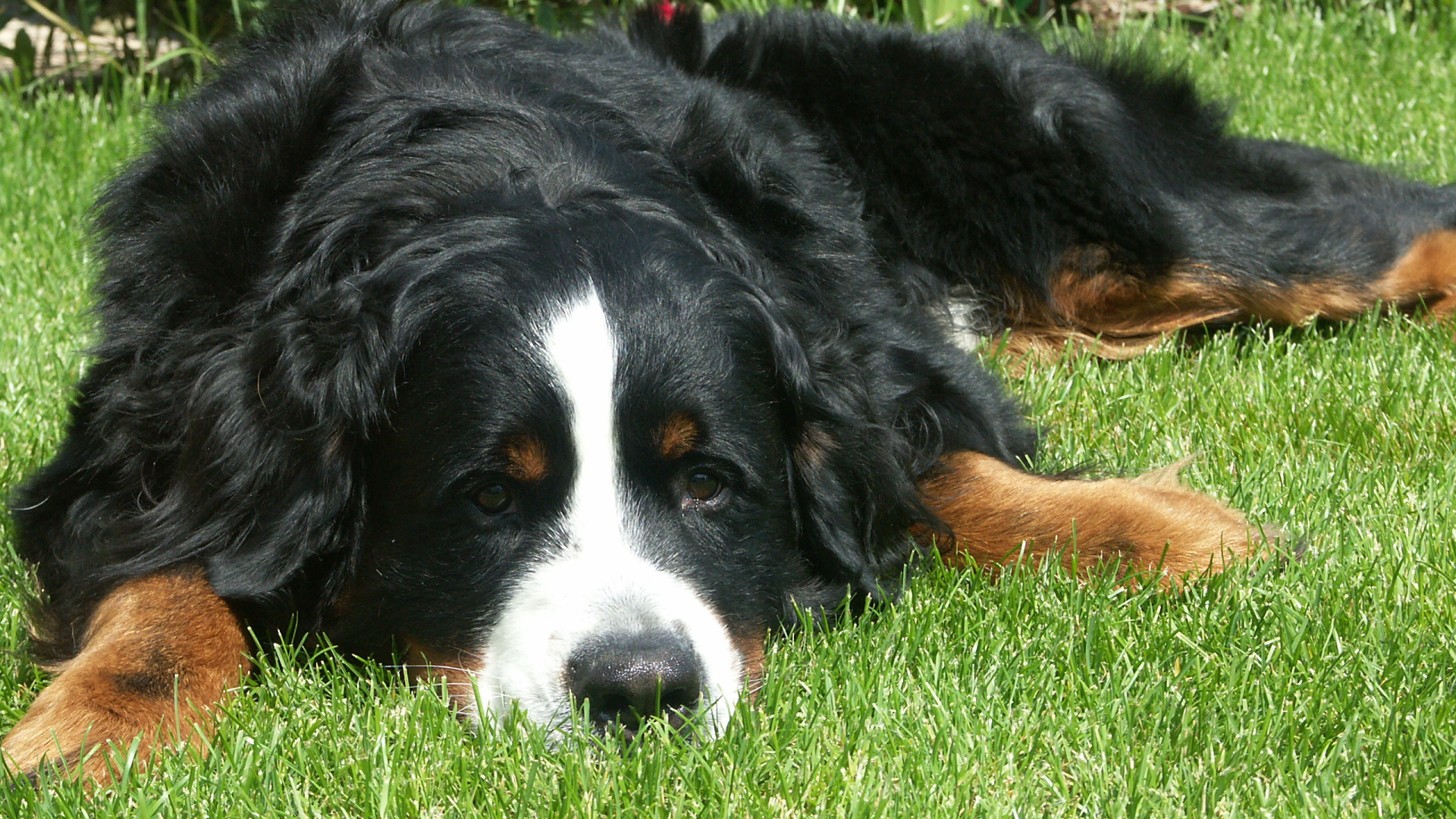 Грустная бернская пастушья собака на траве