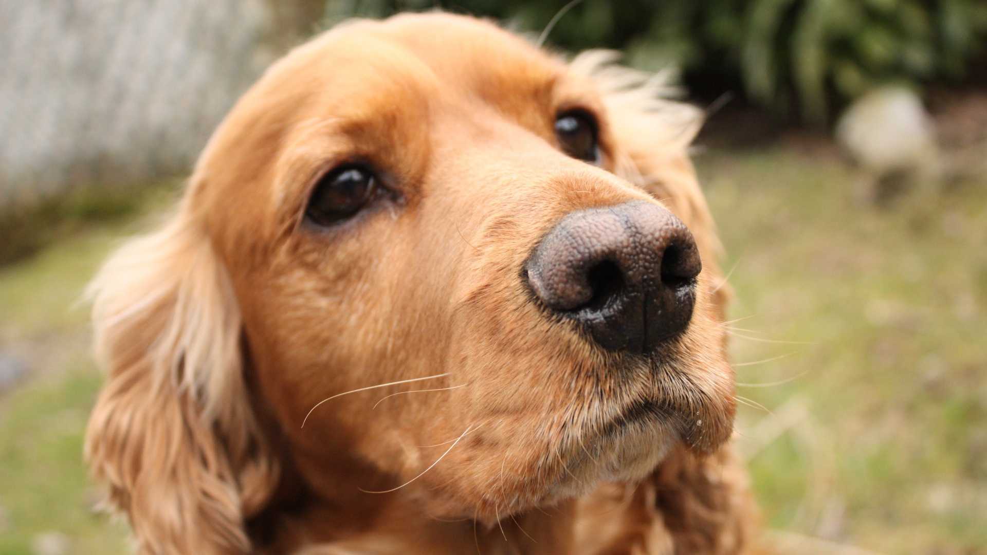 Грустный английский кокер-спаниель