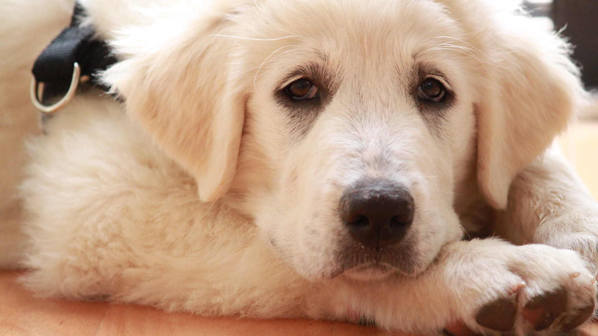 Грустная большая пиренейская собака лежит на полу