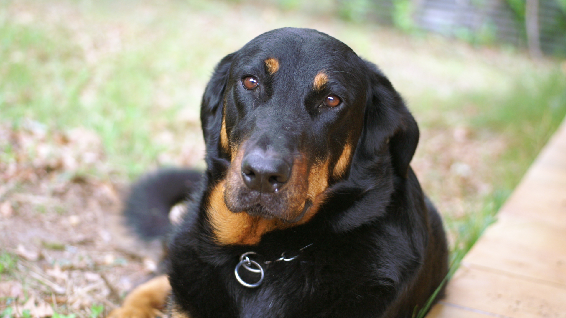 Грустный взрослый босерон лежит на траве