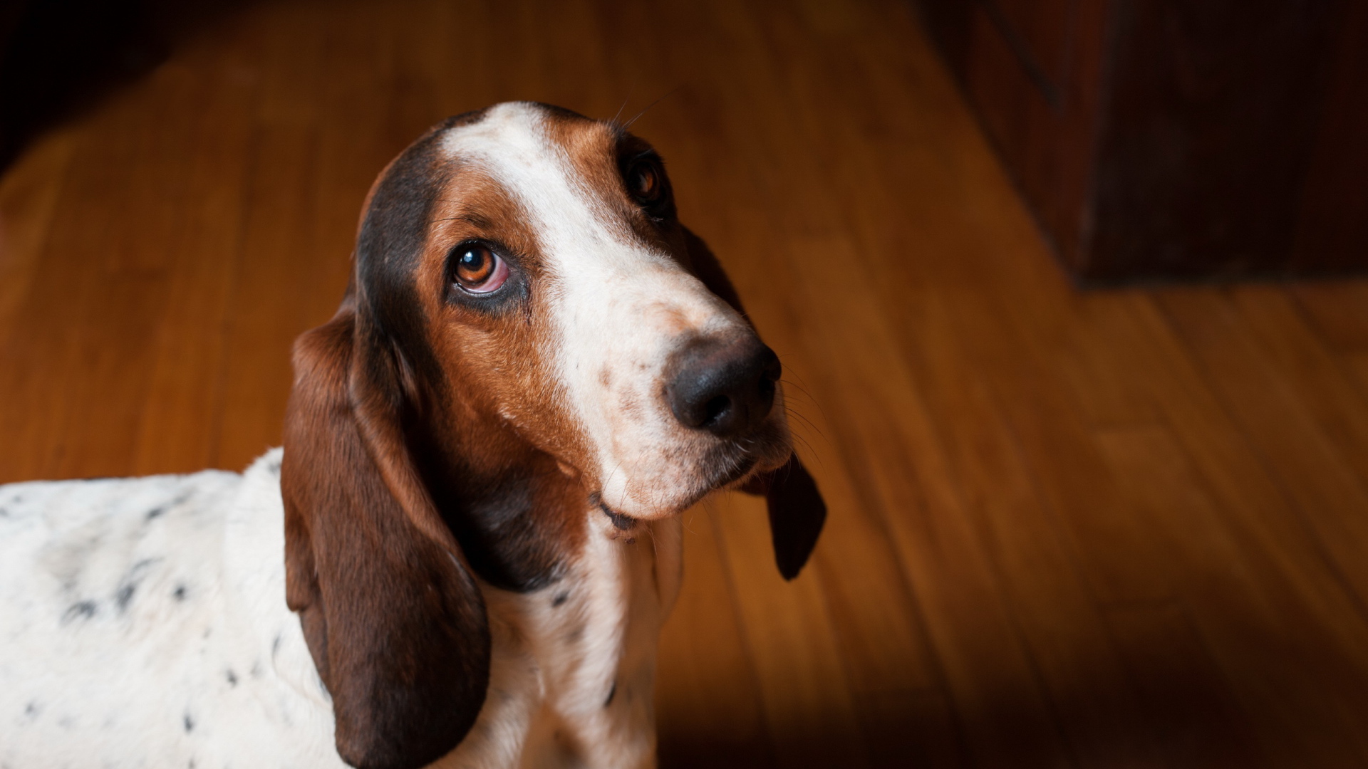 Грустный бассет-хаунд смотрит на фотографа