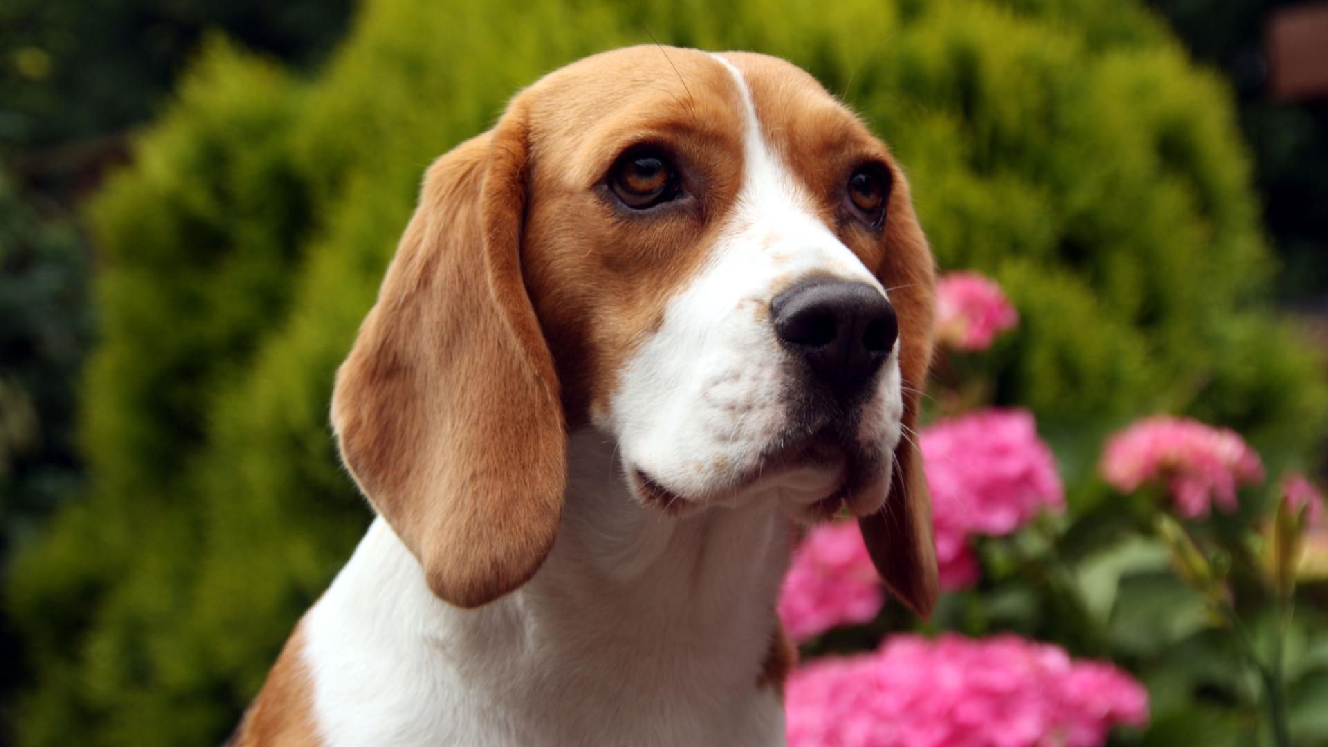 Грустная собака породы бигль на фоне цветов