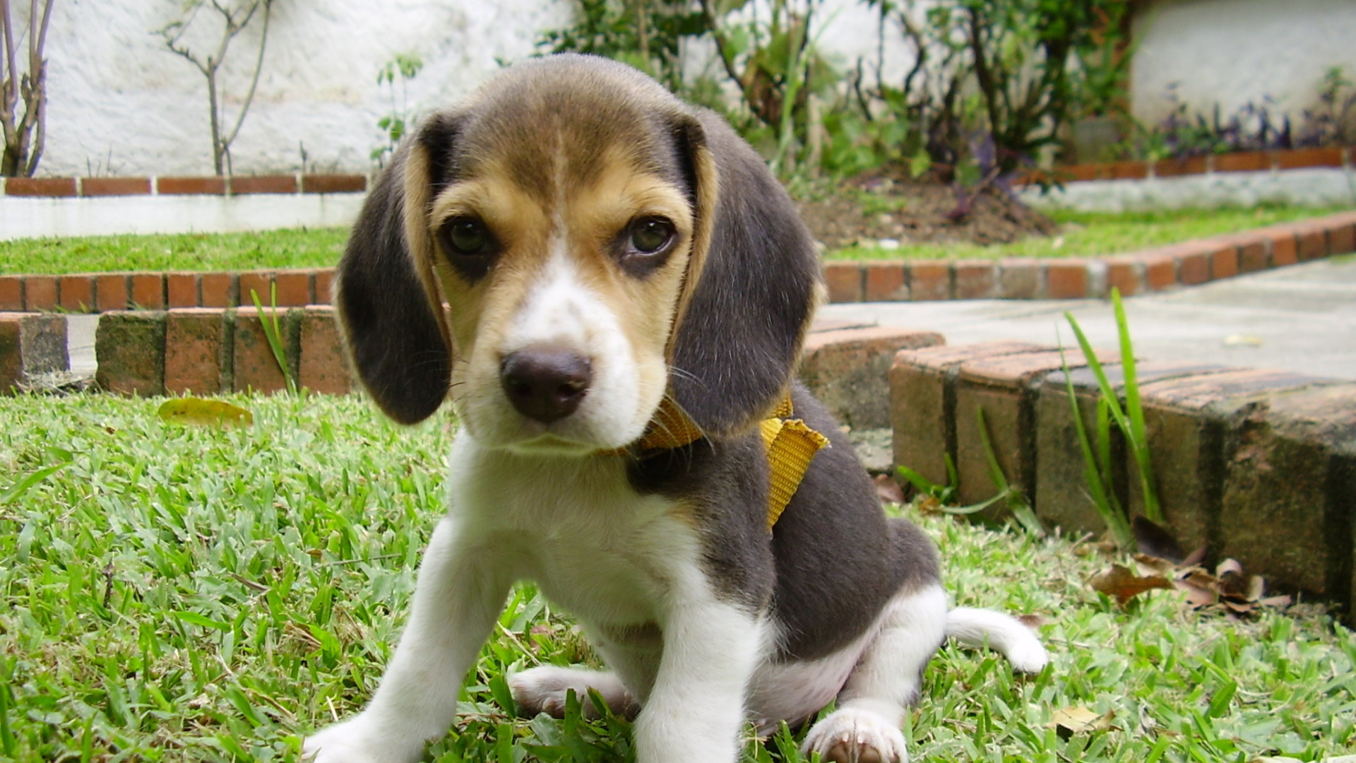 Грустный щенок породы бигль на лужайке