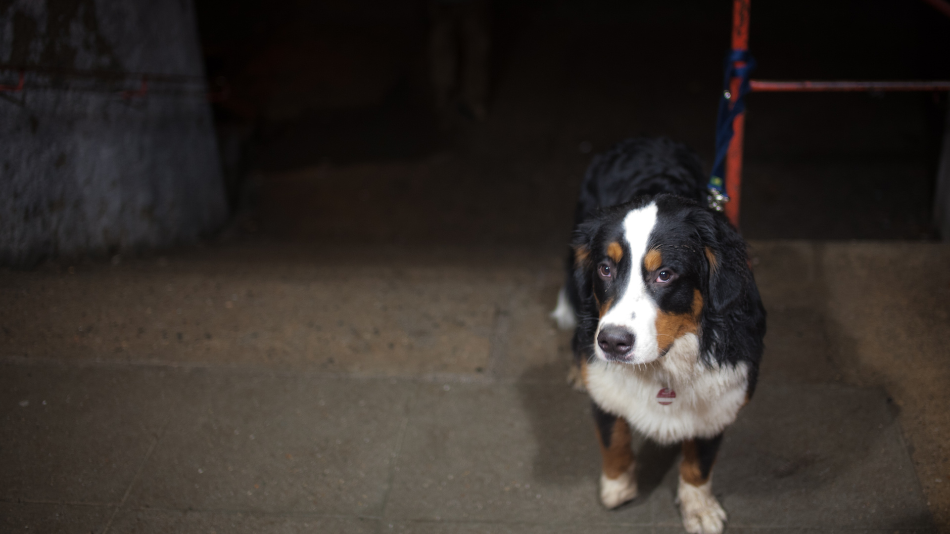 Грустный щенок бернской пастушьей собаки